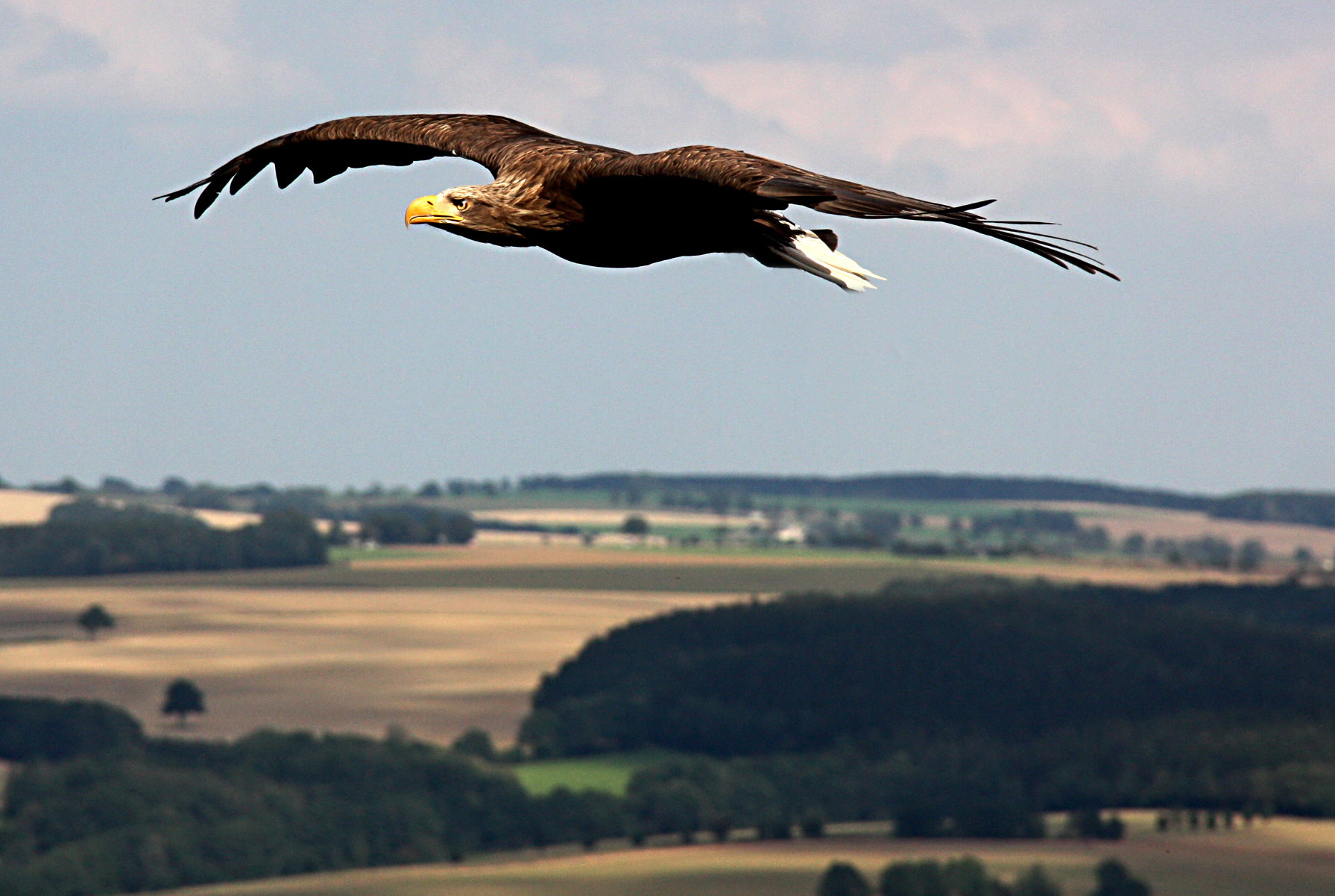 Ein Adler fliegt über eine Landschaft mit Feldern.