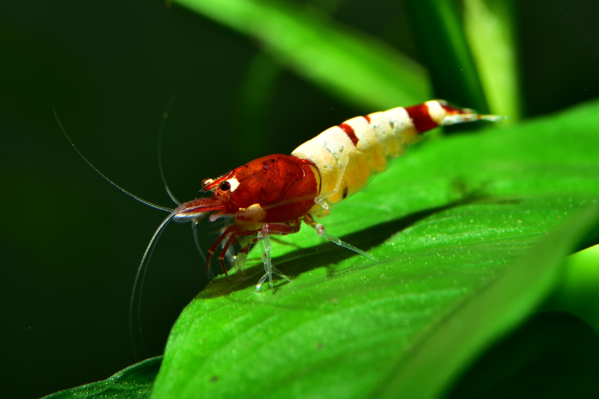 Eine rote Pinto Taiwan Bee Shadow Garnele sitzt auf einem grünen Blatt. Die Garnele erscheint in rot-weißen Farben. 