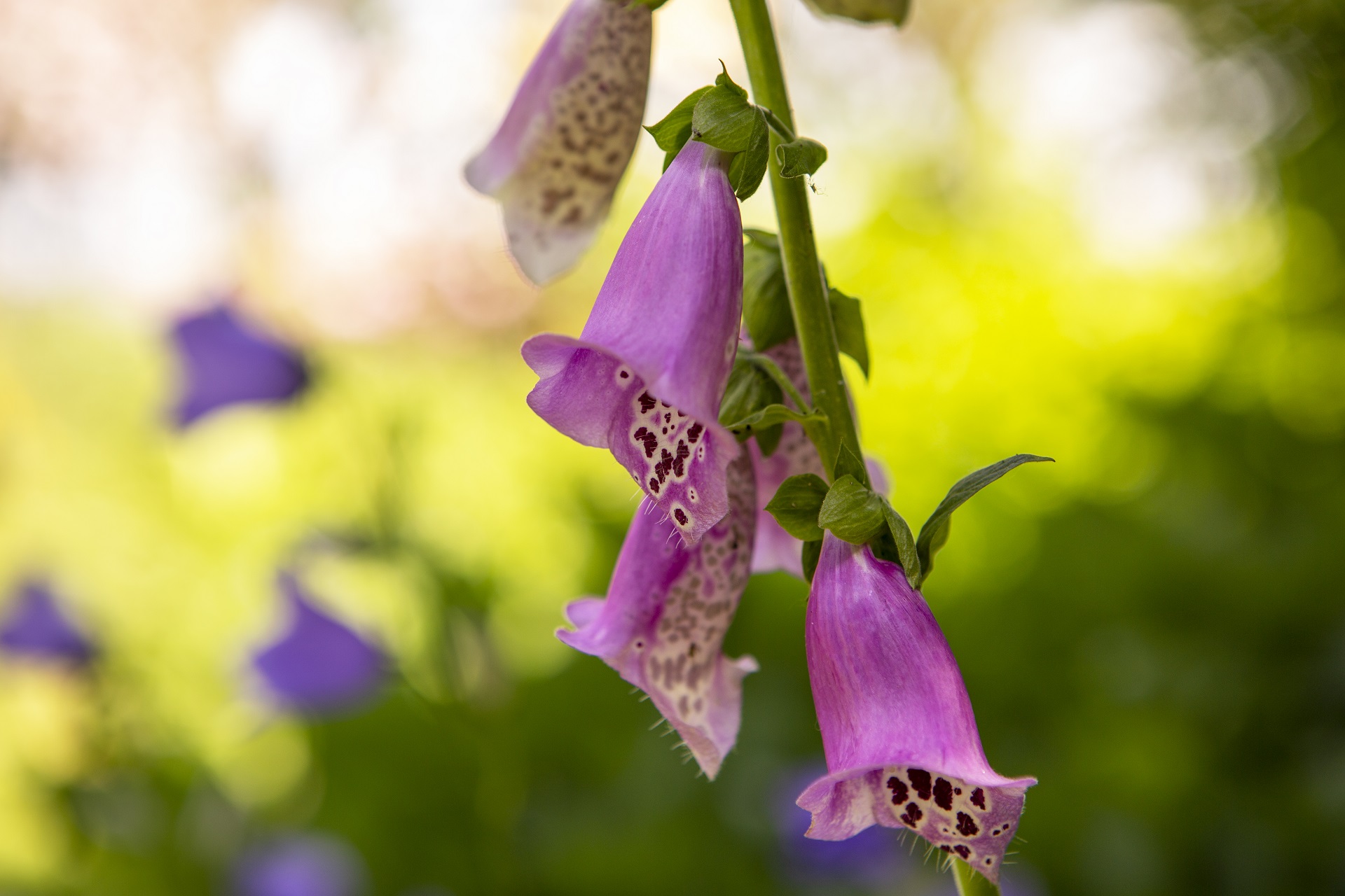 Nahaufnahme von der Blüte von einem roten Fingerhut.