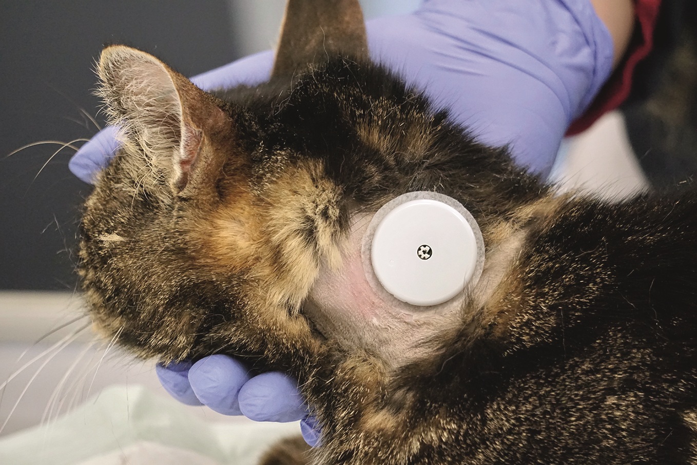 Ein Glucose-Messgerät ist bei einer Katze seitlich am Hals befestigt. Der Bereich des Messgerät ist freigeschoren. Die Katze hat braun-schwarz getigertes Fell. 