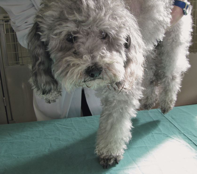 An einem grauen Hund wird eine Hüpfreaktion auf einem Untersuchungstisch durchgeführt. An einem grauen Hund wird eine Hüpfreaktion auf einem Untersuchungstisch durchgeführt.