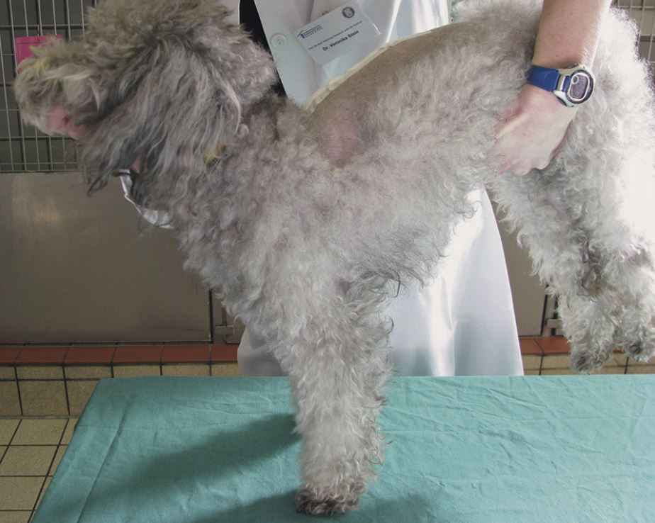 An einem grauen Hund wird auf einem Untersuchungstisch der Schubkarren-Test durchgeführt. Dabei unterstützt der Untersuchende den Hund am Bauch und der Hund steht nur noch auf den Vorderbeinen. An einem grauen Hund wird auf einem Untersuchungstisch der Schubkarren-Test durchgeführt. Dabei unterstützt der Untersuchende den Hund am Bauch und der Hund steht nur noch auf den Vorderbeinen.