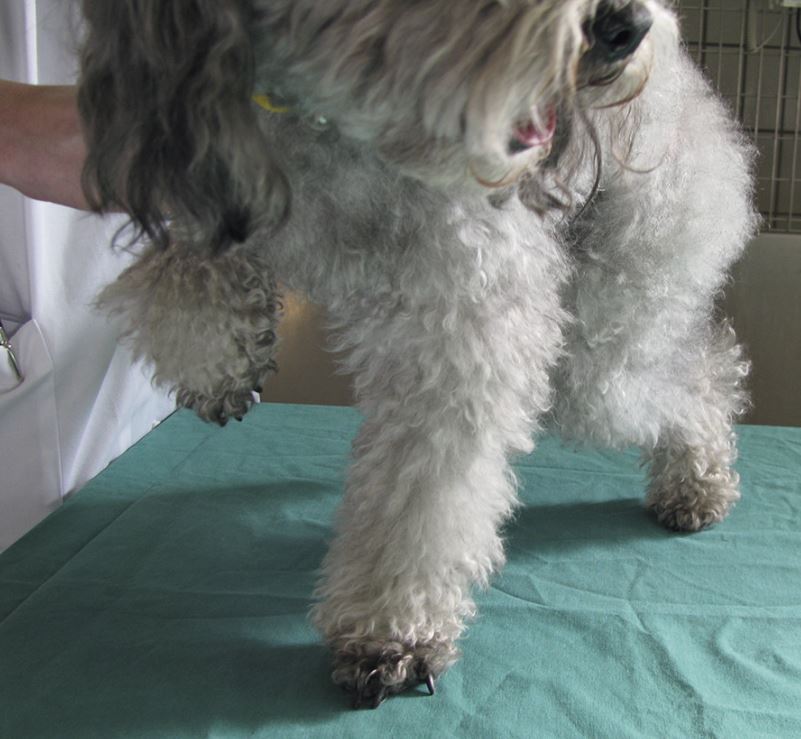 Ein grauer Hund steht mit 2 Beinen auf einem Untersuchungstisch mit grüner Unterlage. Die beiden anderen Beine werden von dem Untersuchenden hochgehalten. Ein grauer Hund steht mit 2 Beinen auf einem Untersuchungstisch mit grüner Unterlage. Die beiden anderen Beine werden von dem Untersuchenden hochgehalten.