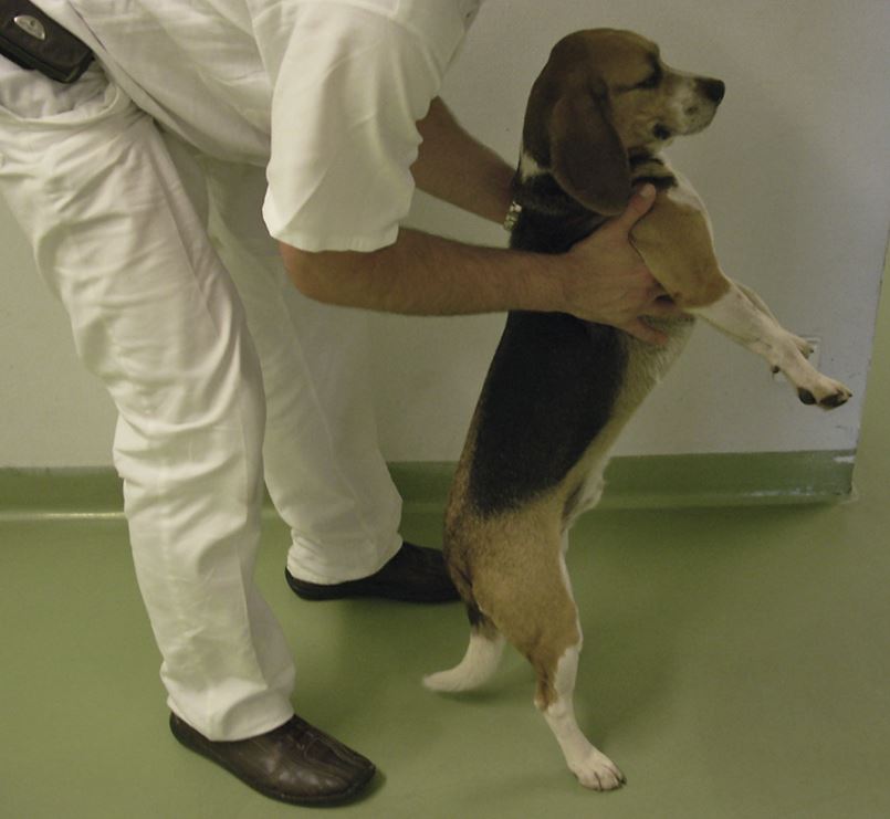 Ein Beagle wird von einem Tierarzt so hochgehalten, dass er nur noch auf den beiden Hinterbeinen steht. Ein Beagle wird von einem Tierarzt so hochgehalten, dass er nur noch auf den beiden Hinterbeinen steht.
