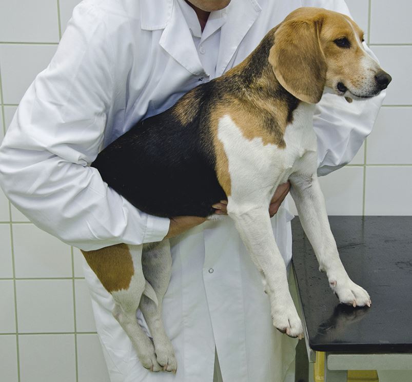 Ein Beagle wird auf dem Arm eines Untersuchenden gehalten und auf einen Untersuchungstisch zugeführt, um die Tischkantenprobe durchzuführen. Ein Beagle wird auf dem Arm eines Untersuchenden gehalten und auf einen Untersuchungstisch zugeführt, um die Tischkantenprobe durchzuführen.