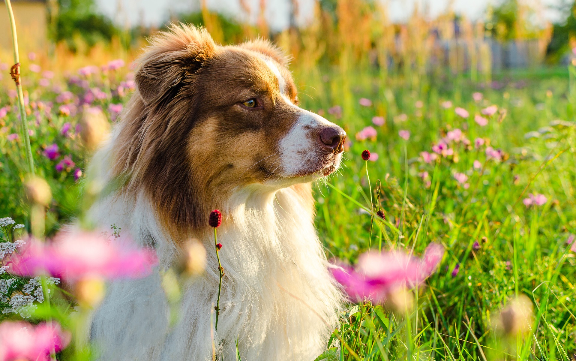 Ein neugierig aussehender red-tri Australian Shepherd liegt auf einer Blumenwiese mit rosa Blumen.