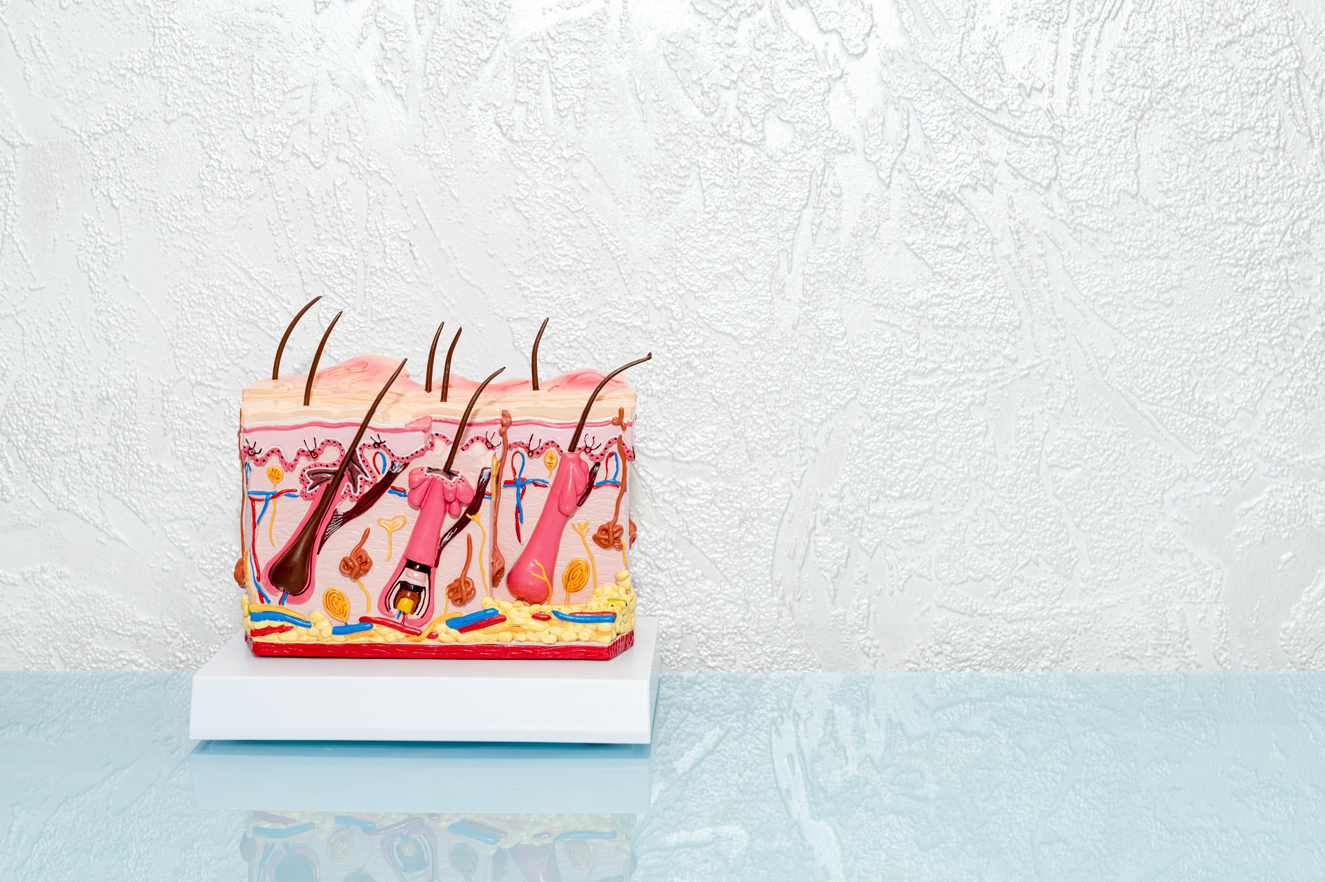 Menschliches Haut-Modell