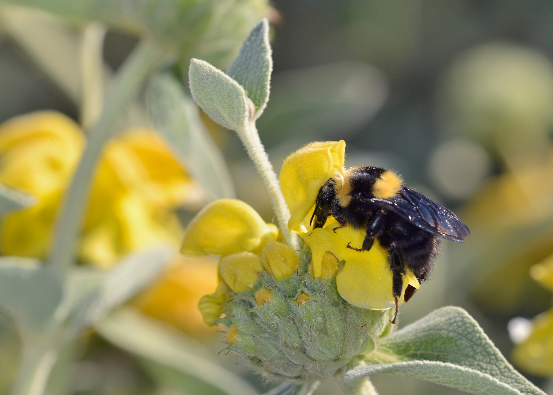Eine Tonerdhummel sitzt auf einer Blüte von einer Pflanze. Die Blüte ist gelb. Die Hummel ist schwarz mit gelben Streifen.