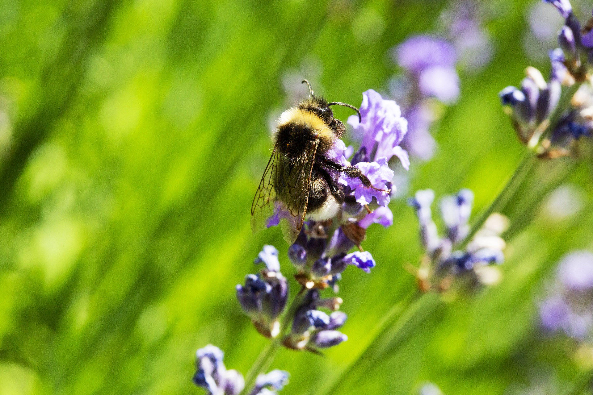 Hummel an Lavendelblüte