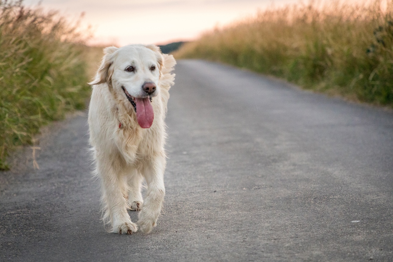 Ein fröhlicher Golden Retirever läuft über eine Feldstraße. Seitlich der Straße wächst hohes Gras. Der Hund hat helles Fell und trabt.