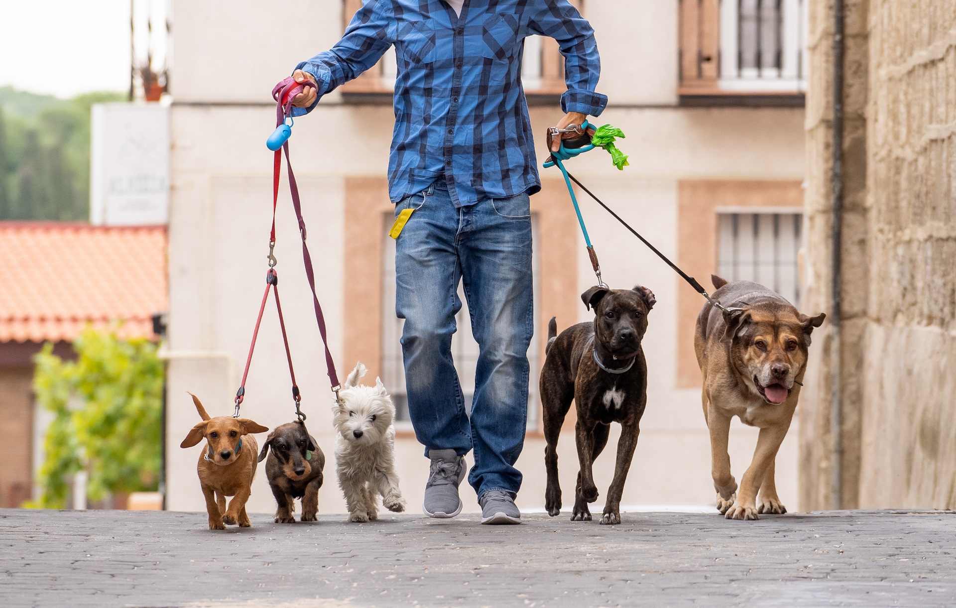 Ein Dogwalker beim Gassigehen mit mehreren Hunden.