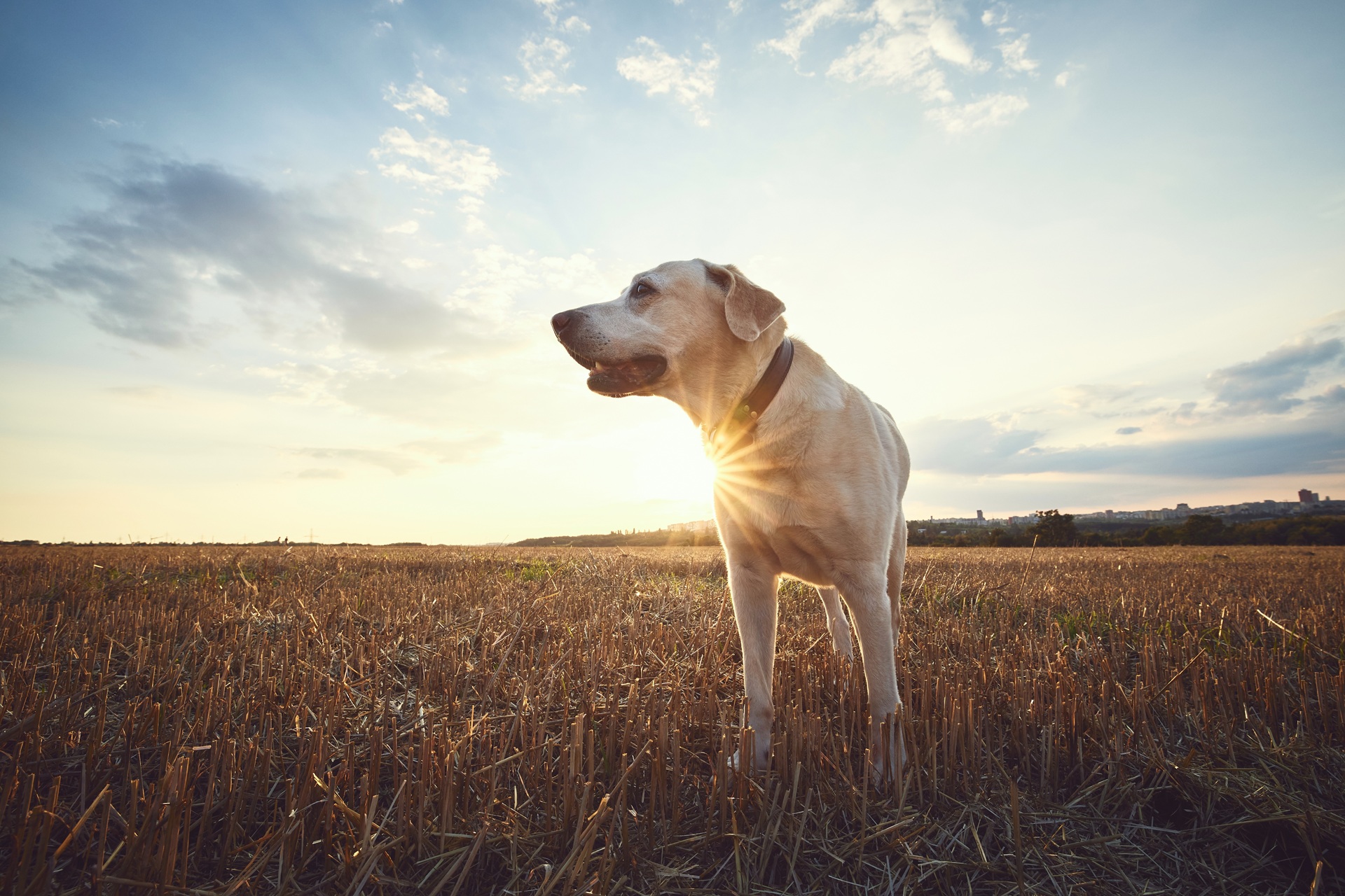 Ein Hund steht auf einem Feld bei Sonnenuntergang. Er schaut zur Seite und trägt ein Halsband. Der Hund ist ein Labrador und hat helles Fell.