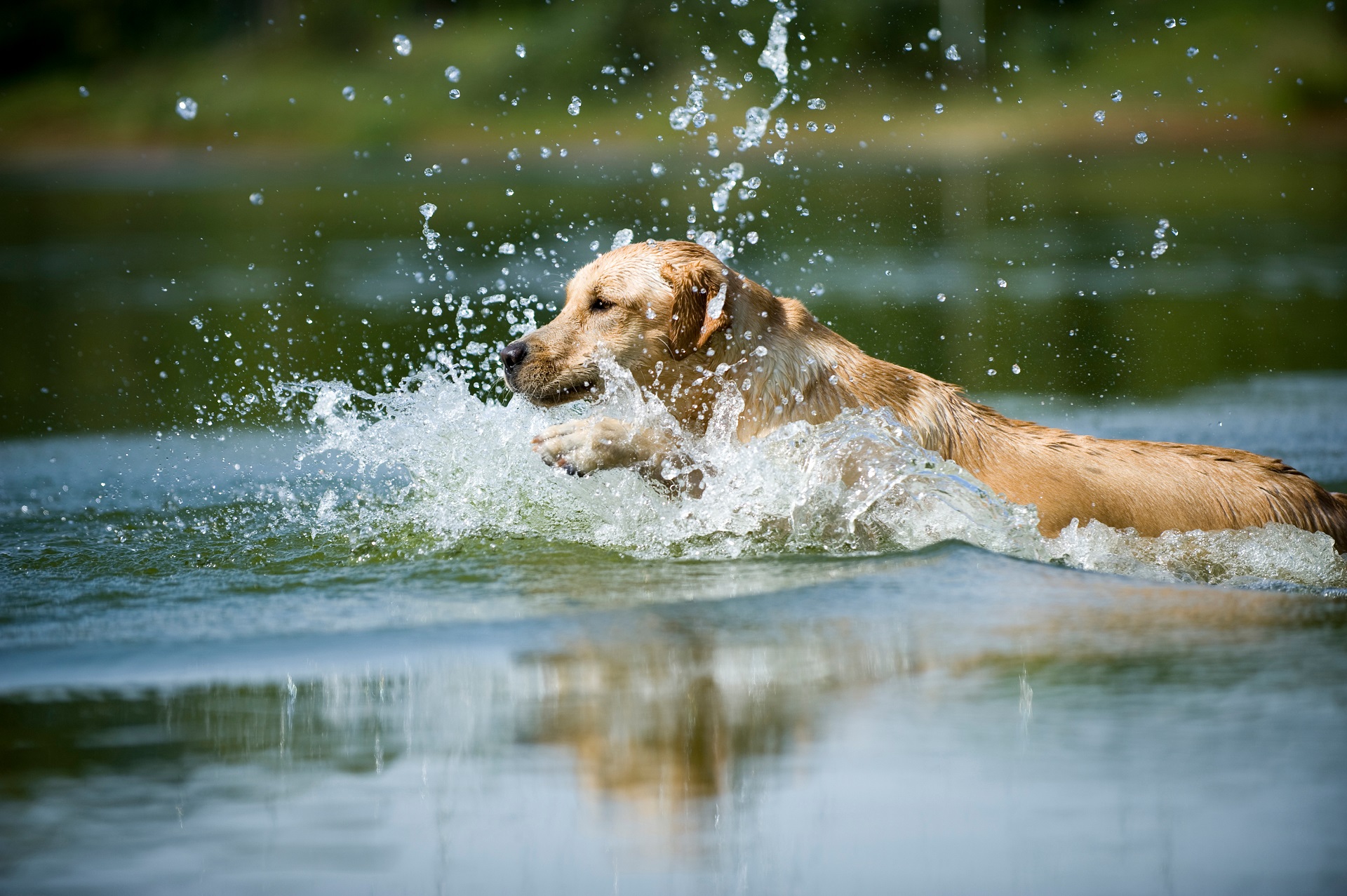 Ein Hund springt ins Wasser. Die Rasse des Hundes ist ein Labrador Retriever. Die Wassertropfen spritzen umher.