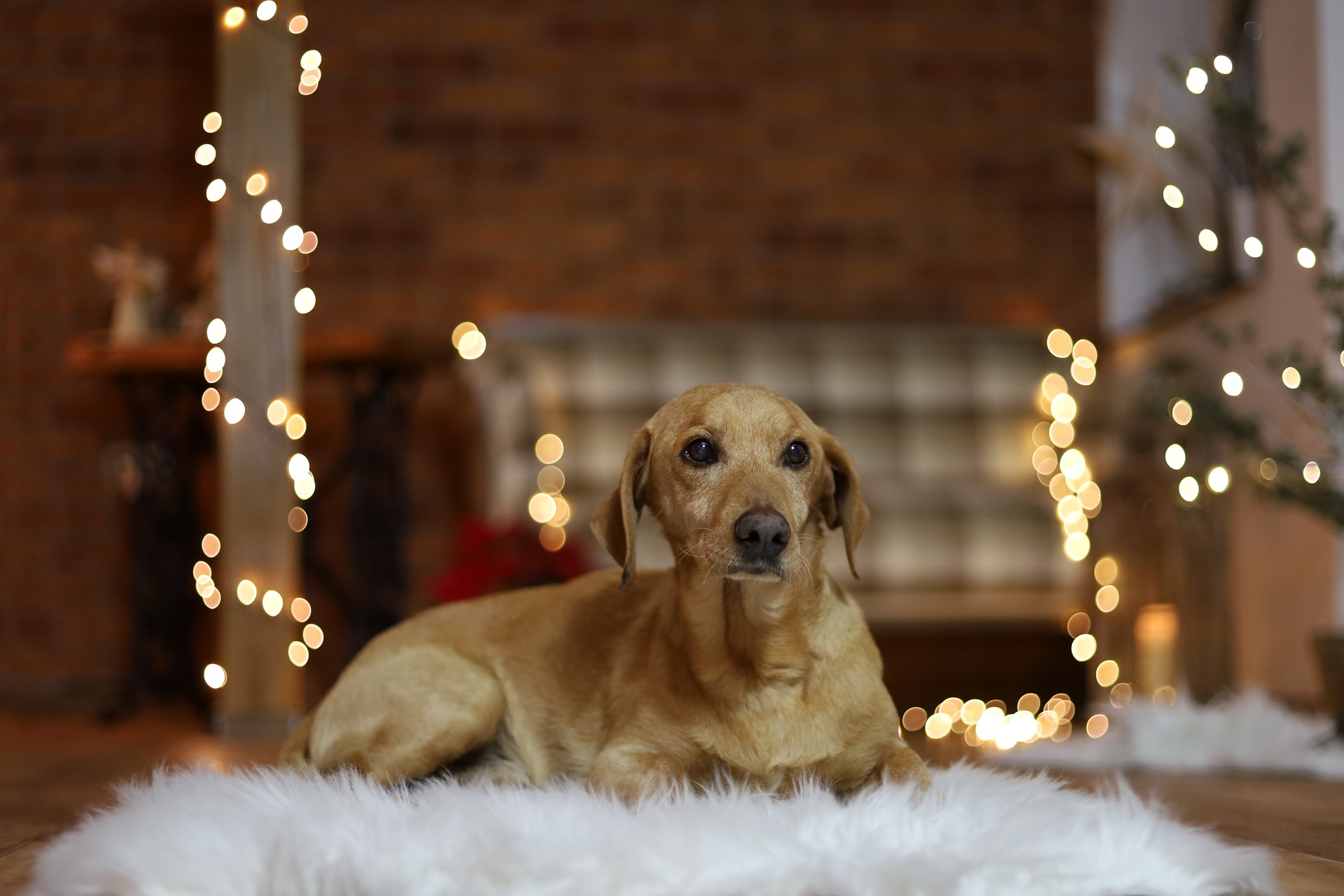 Ein Hund liegt auf einem gemütlichen Teppich im Wohnzimmer. Im Hintergrund sind Lichterketten und ein Sofa zu sehen.