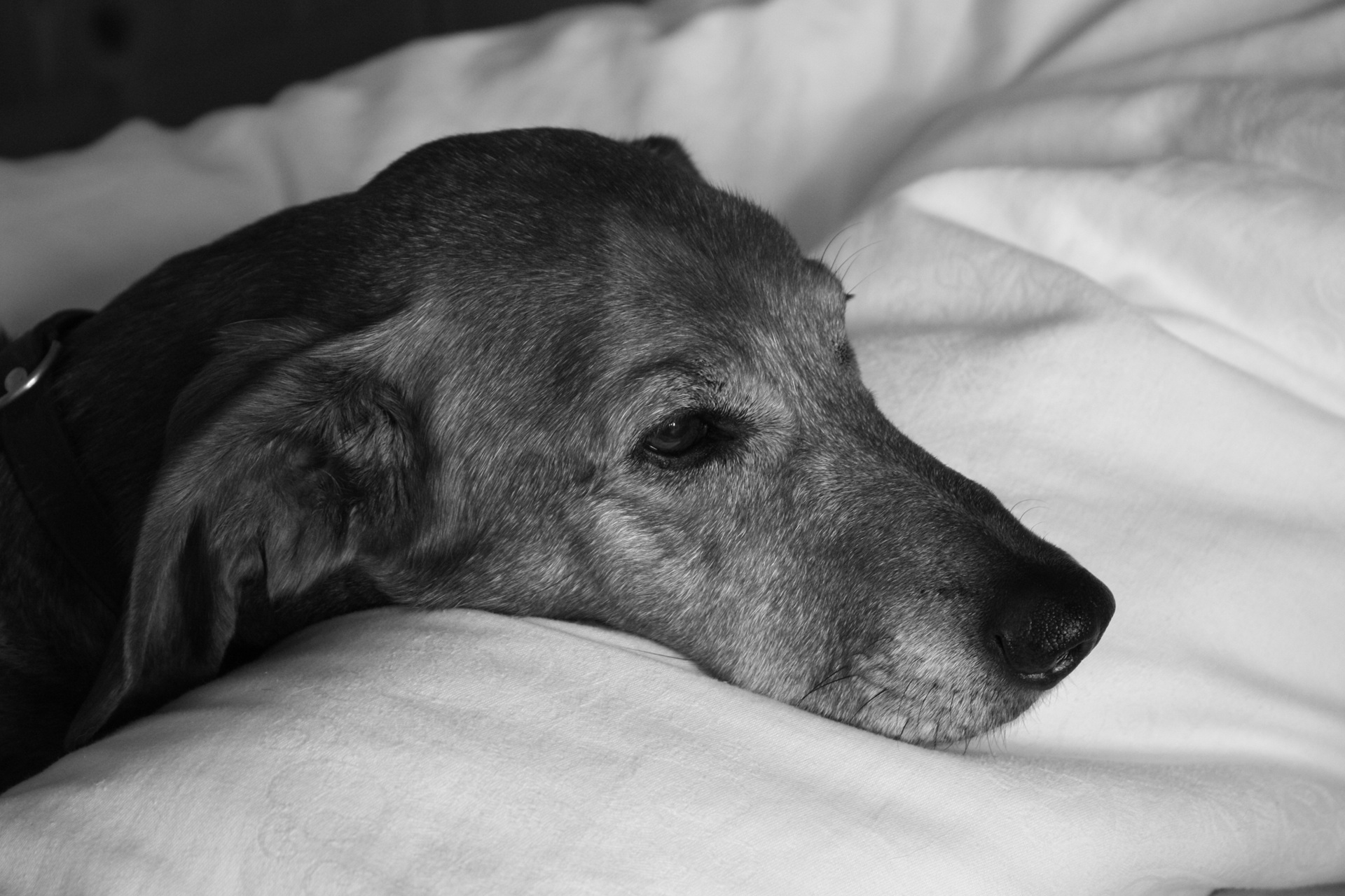 Ein Hund liegt mit seinem Kopf auf einem weißen Kissen. Das Bild ist in schwarz-weiß. 