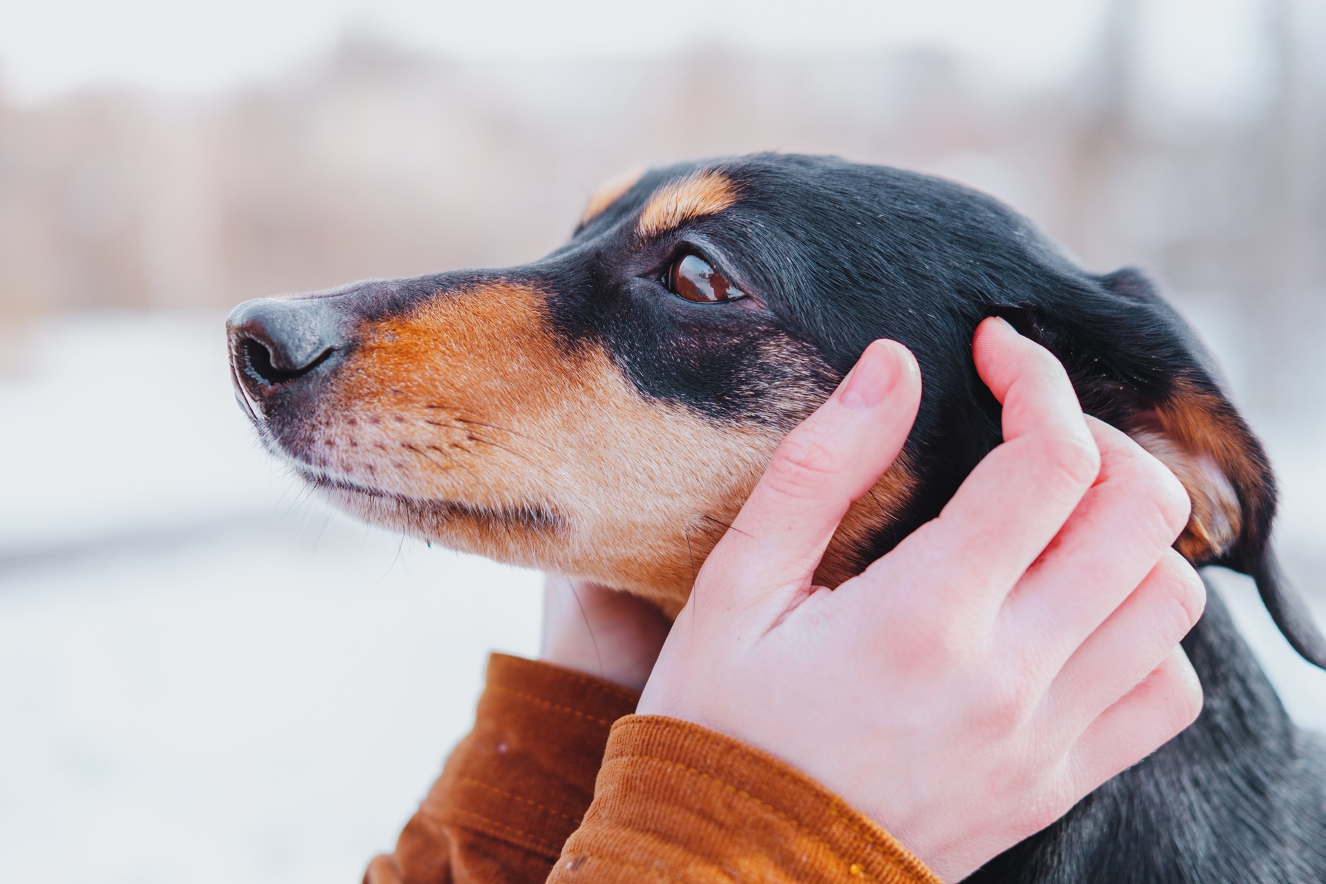 Eine Person streichelt mit beiden Händen den Kopf von einem Hund. Bei dem Hund handelt es sich um einen Dachshund. Er hat schwarz-braunes Fell. Der Stoff von dem Oberteil hat an den Ärmeln orangenen Stoff.