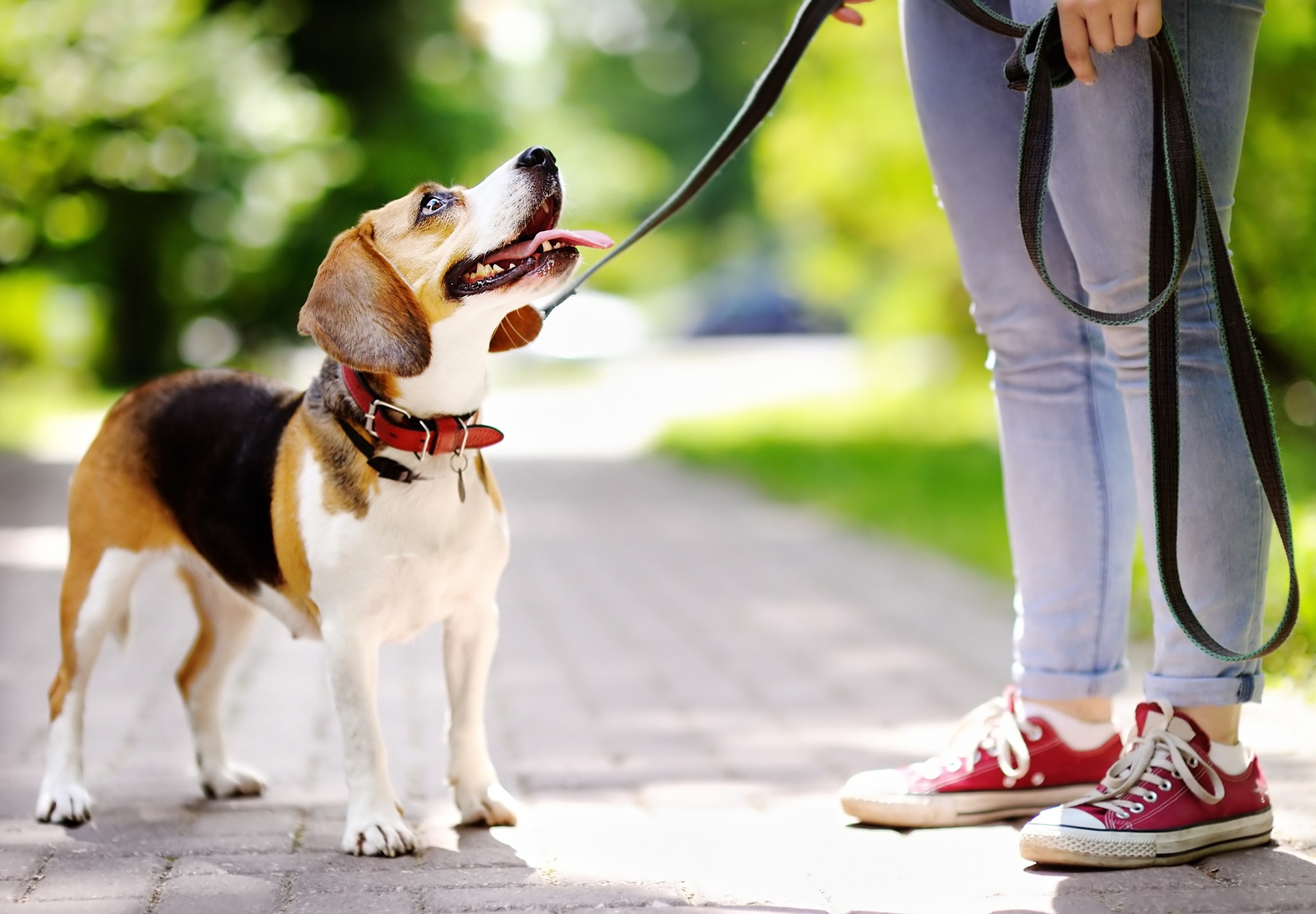 Ein Beagle ist auf einem Spaziergang mit siener BEsitzerin. Der Hund ist an der Leine angebunden und schaut zu seiner Besitzerin hinauf. Die Person trägt eine Jeans und rote Schuhe. 