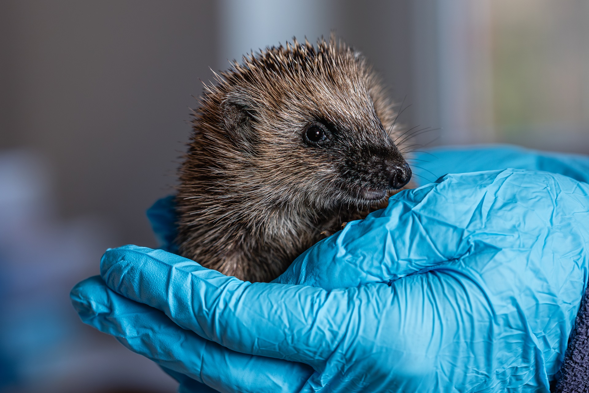 Ein junger Igel sitzt in einer Hand. Die Person trägt einen blauen Einmalhandschuh. 