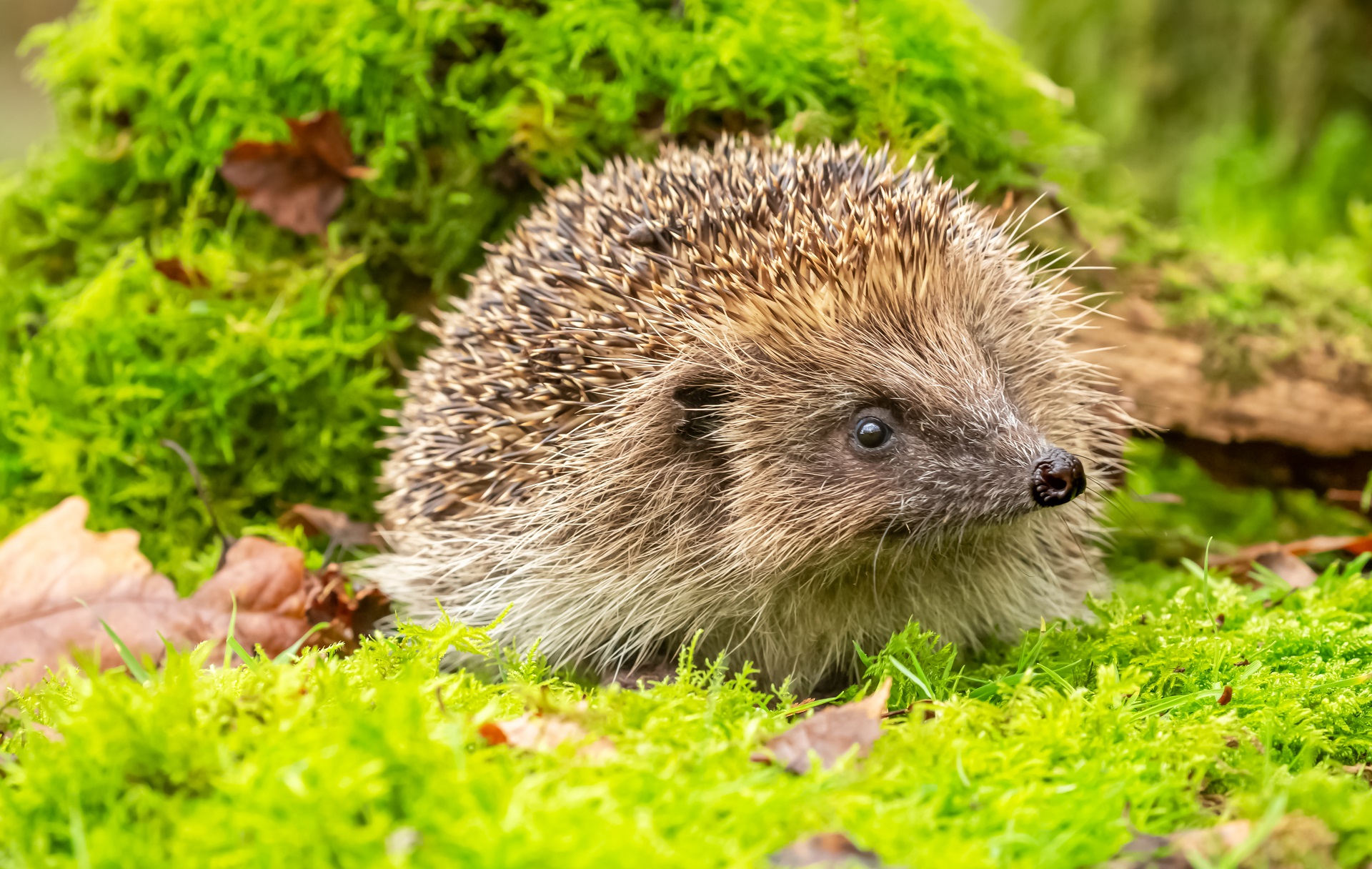 Igel im Garten