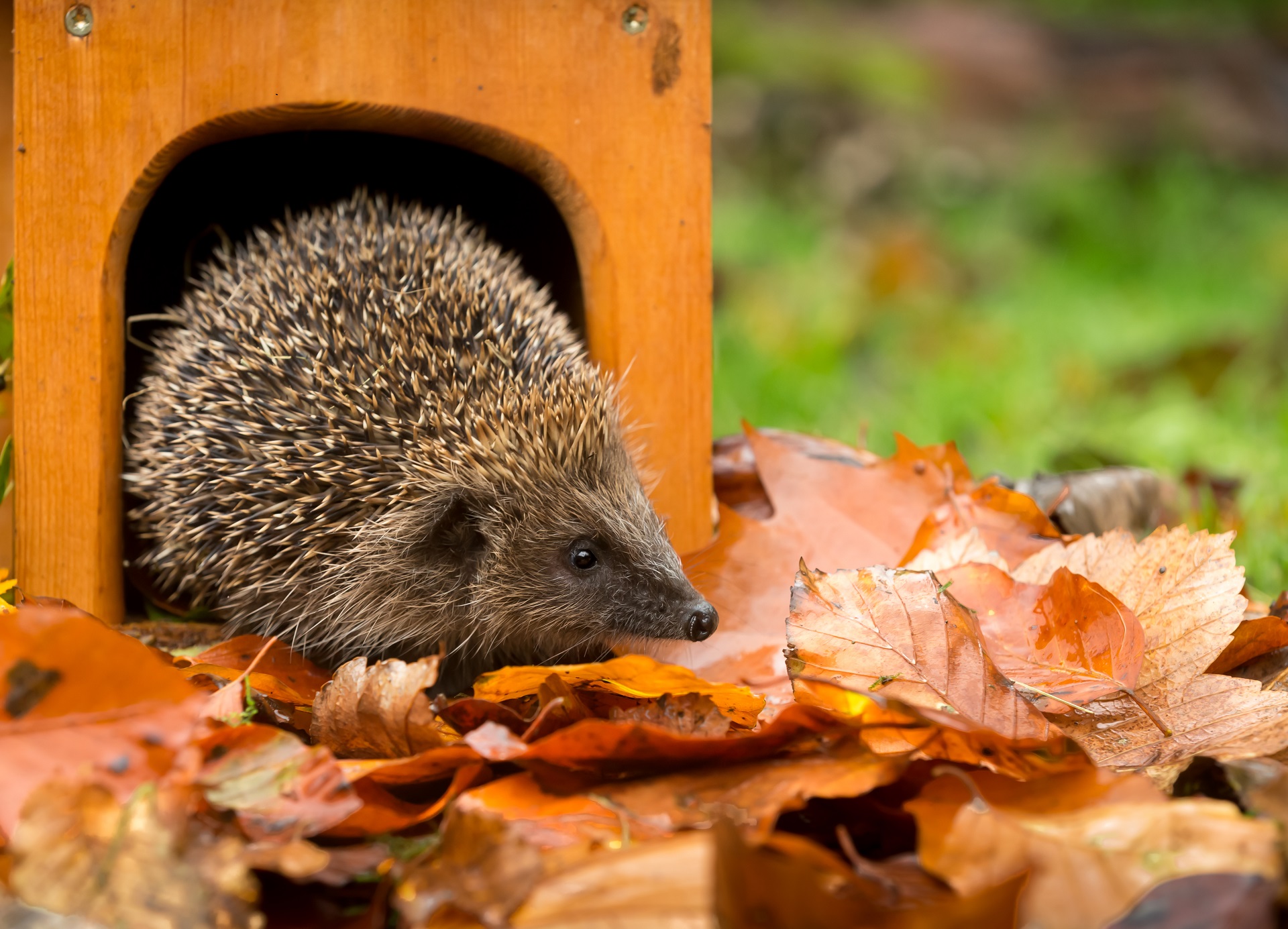 Ein Igel schaut aus seinem Igelhaus raus. Vor dem Haus liegt buntes Laub.