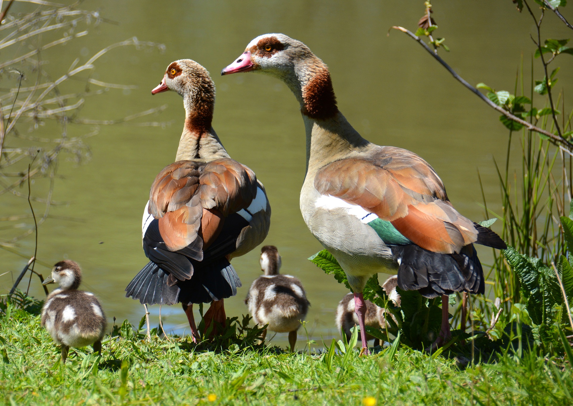 Nilgans-Familie