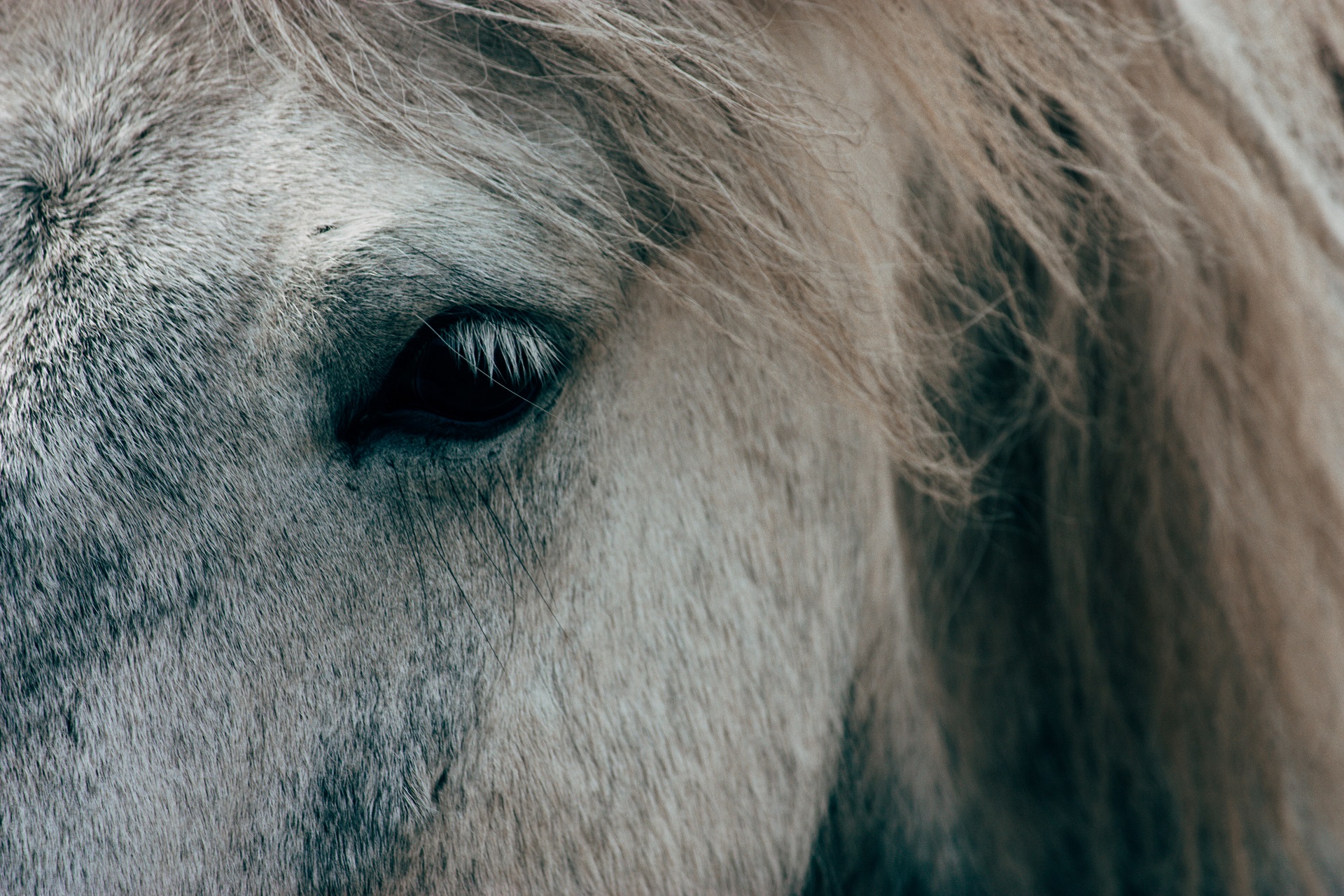 Nahaufnahme von dem Kopf von einem Pferd.
