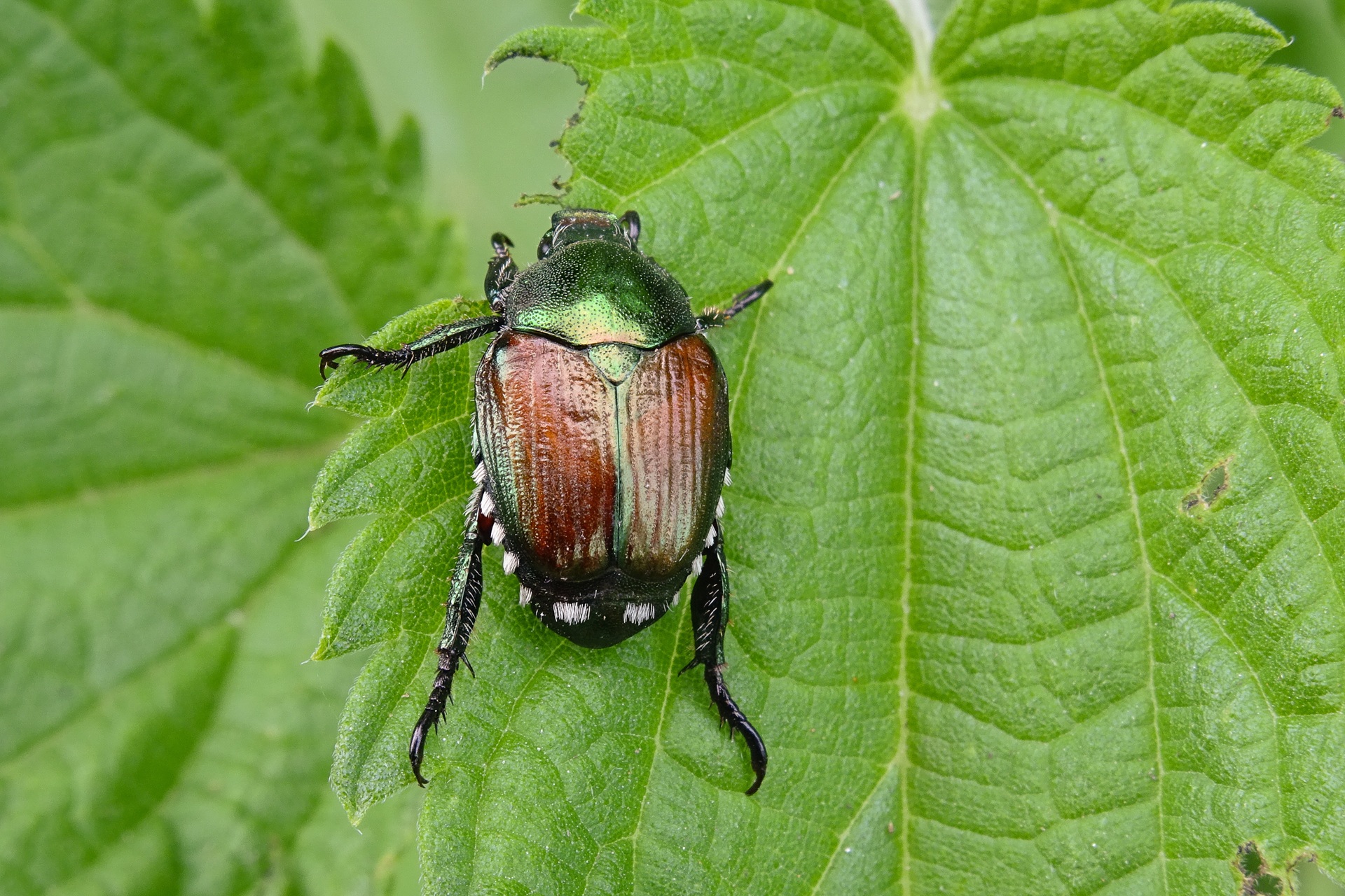 Ein kleiner Käfer sitzt auf einem grünen Blatt von einer Pflanze. Bei dem Käfer handelt es sich um einen Japankäfer. Er hat einen grünlich schimmernden vorderen Teil und bronzefarbene Flügel.