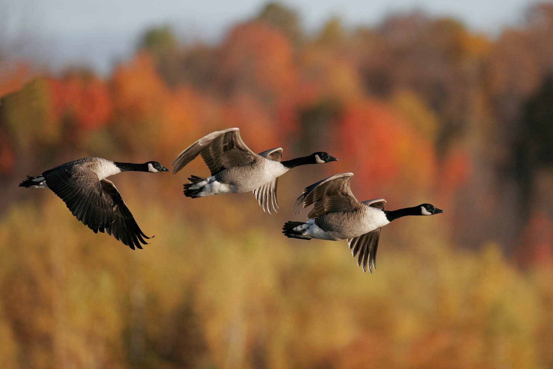 Kanadagänse im Herbst