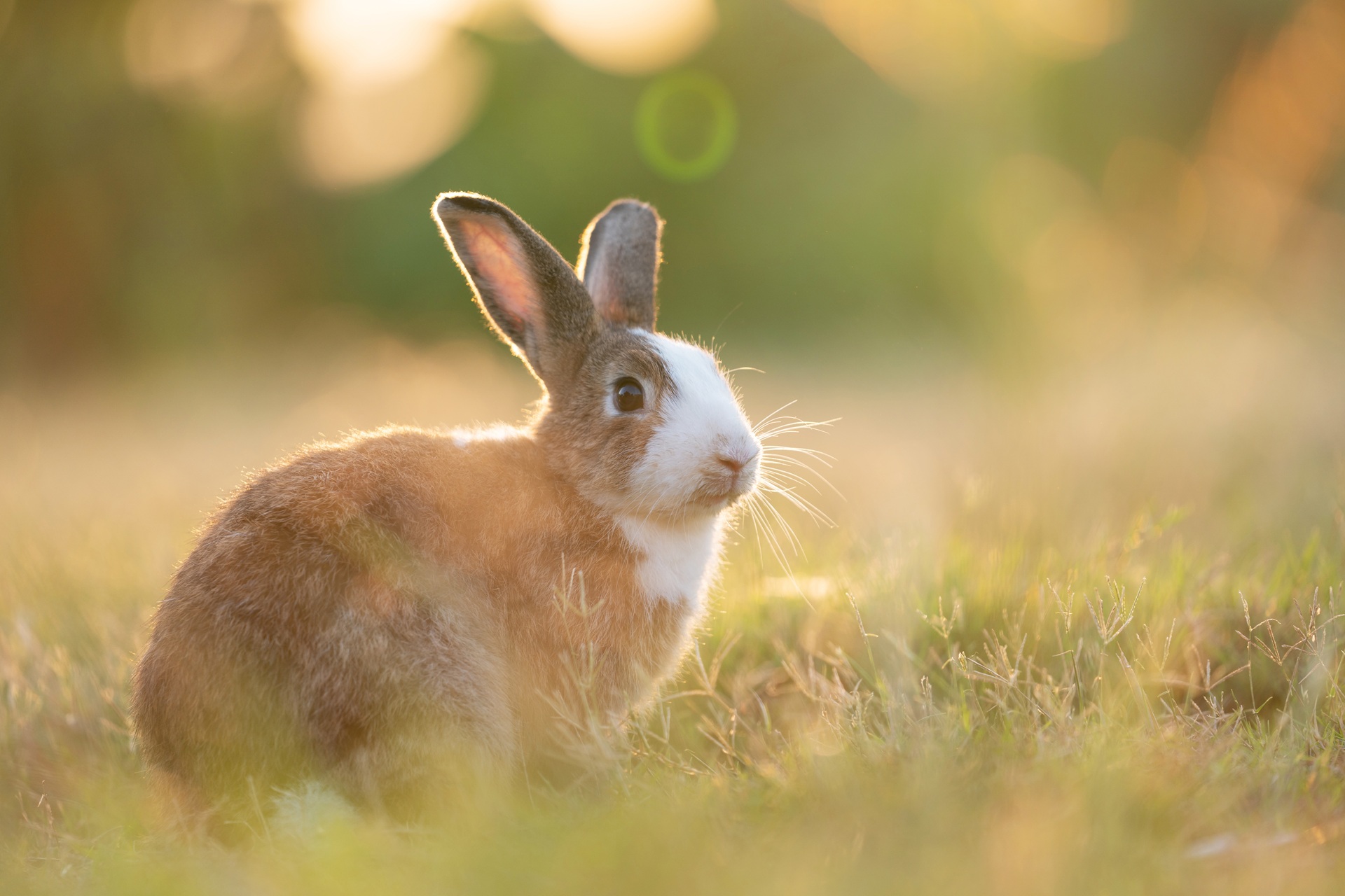 Entzückendes Kaninchen, das auf dem Gras sitzt und mit einem natürlichen Hintergrund unter Sonnenlicht über die Wiese blickt. Das Fell des Tiers ist bräunlich und an der Brust weiß. 