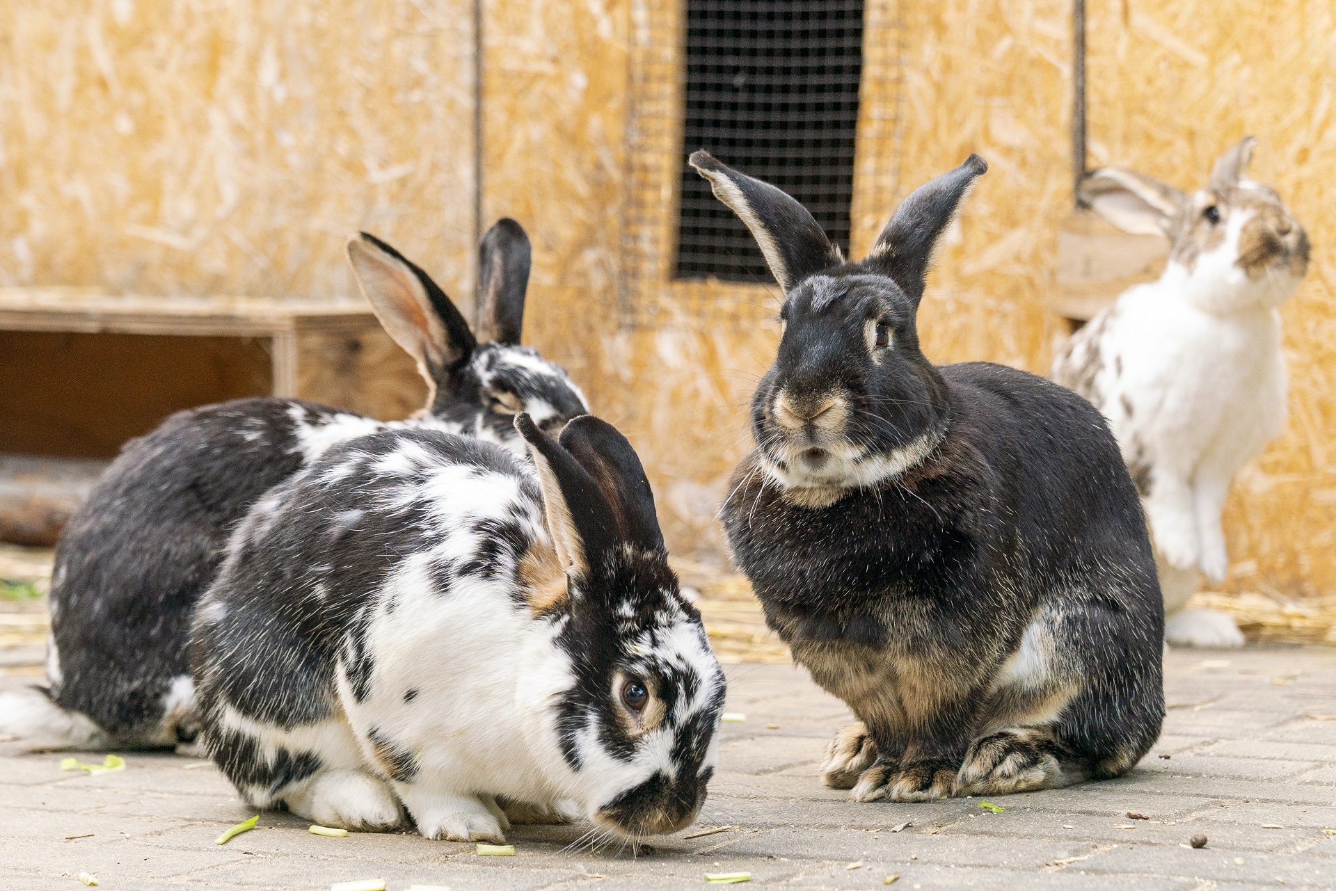 Kaninchengruppe im Außengehege