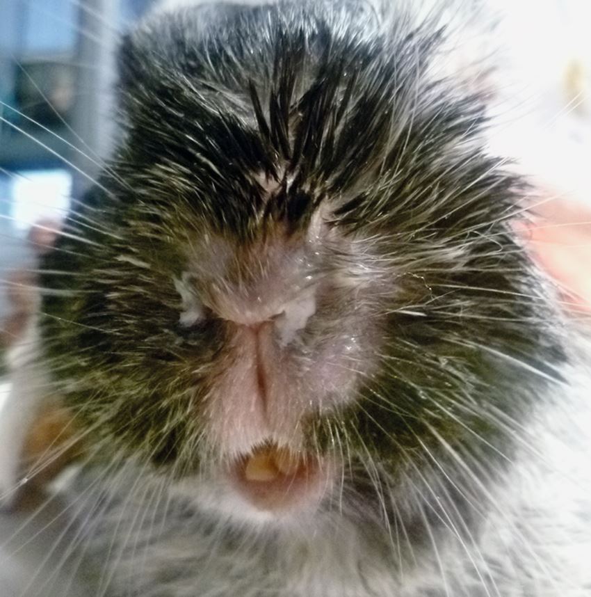 Kaninchen mit Kaninchenschnupfen