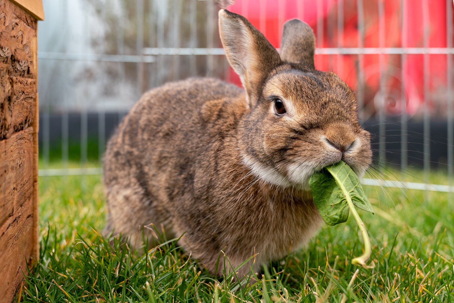 Ein Kaninchen steht auf dem Rasen in einem Außengehege. Das Kaninchen hat braunes Fell und frisst ein grünes Löwnzahnblatt.