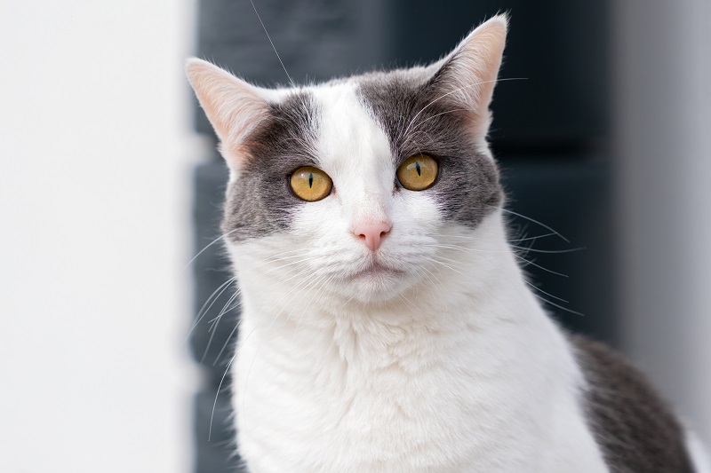 Eine weiß-graue Katze schaut neugierig in die Kamera.
