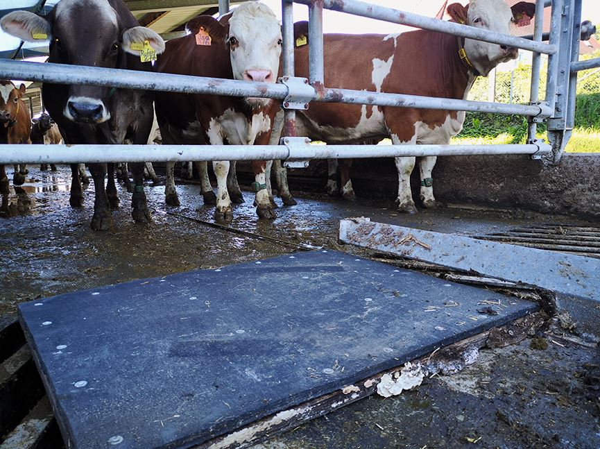 Hinter einem abgedeckten Gülleabwurfgitter an der Stallöffnung steht eine Herde braun-weiß gefleckter Kühe.