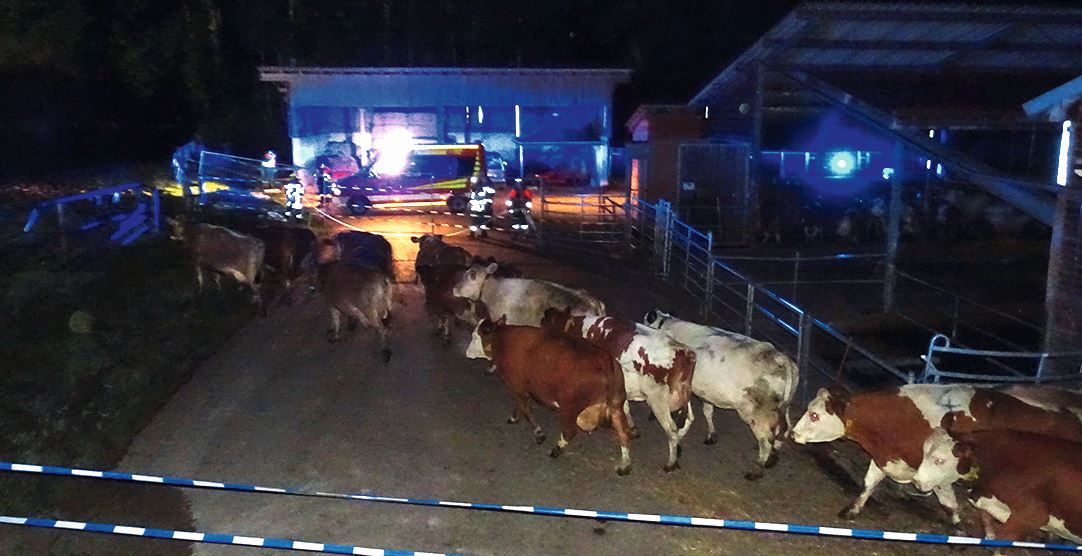 In der Dunkelheit wird eine Herde Kühe aus dem Stall getrieben. Im Hintergrund sieht man Blaulicht der Feuerwehr.