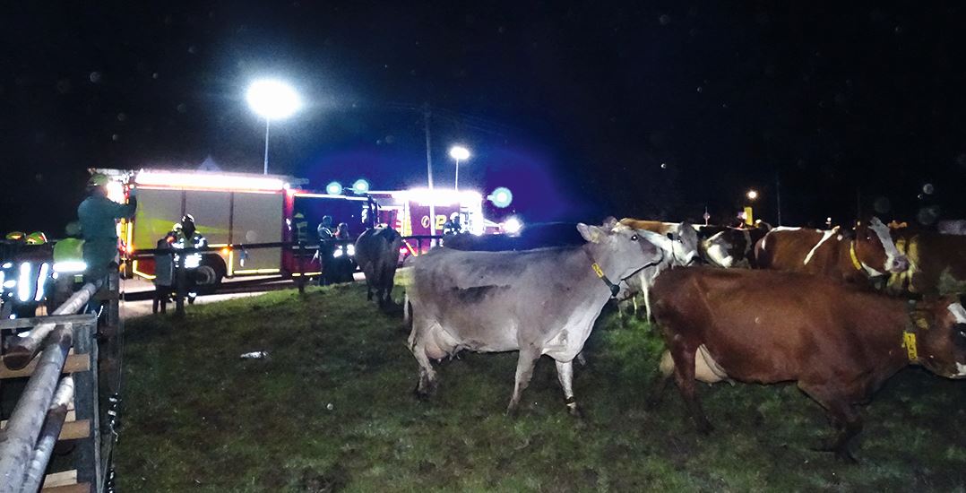 In der Nacht werden Kühe mithilfe der Feuerwehr und Flutlicht aus dem Stall getrieben.