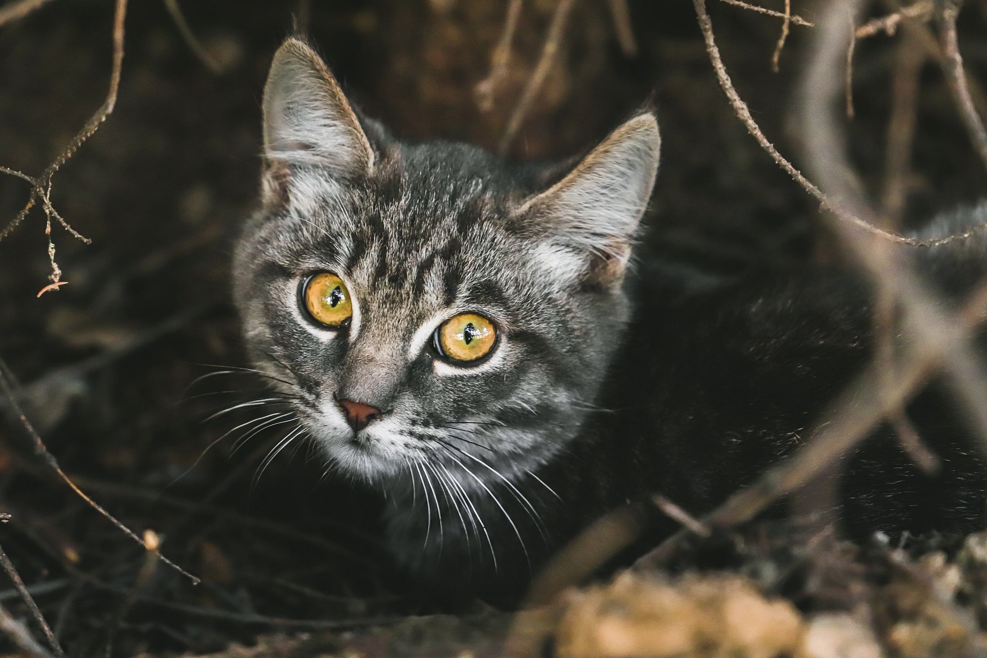 Nahaufnahme einer Katze 