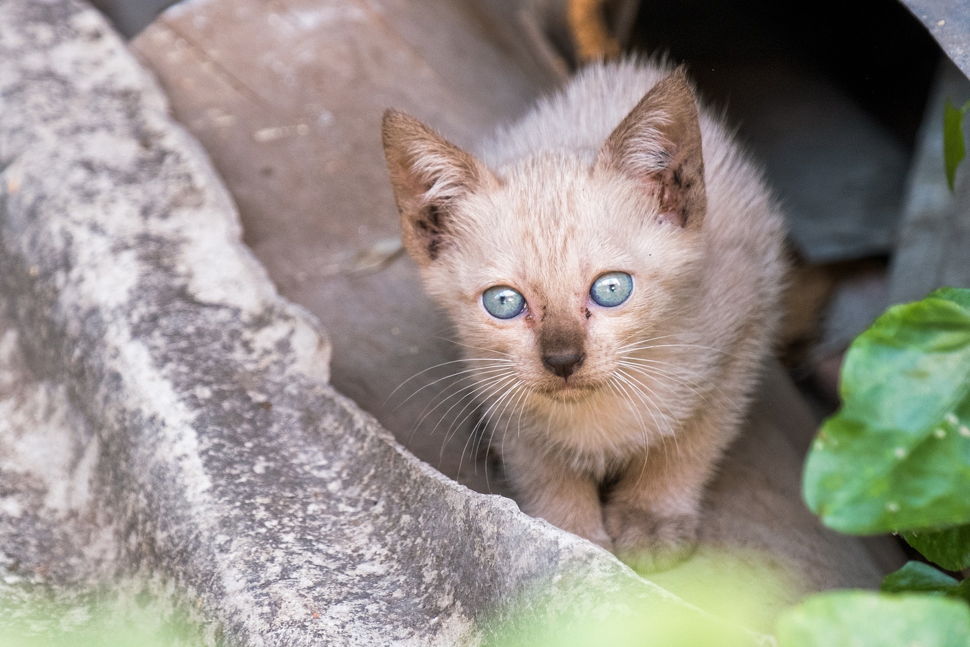 Ein kleines Kitten mit blauen Augen sitzt versteckt in einer Ecke.