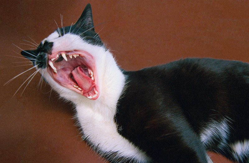 Eine Katze steht vor einer roten Wand. Das Maul der Katze ist weit aufgerissen und man sieht die Zähne des Tiers. Das Fell ist schwarz-weiß gefleckt.