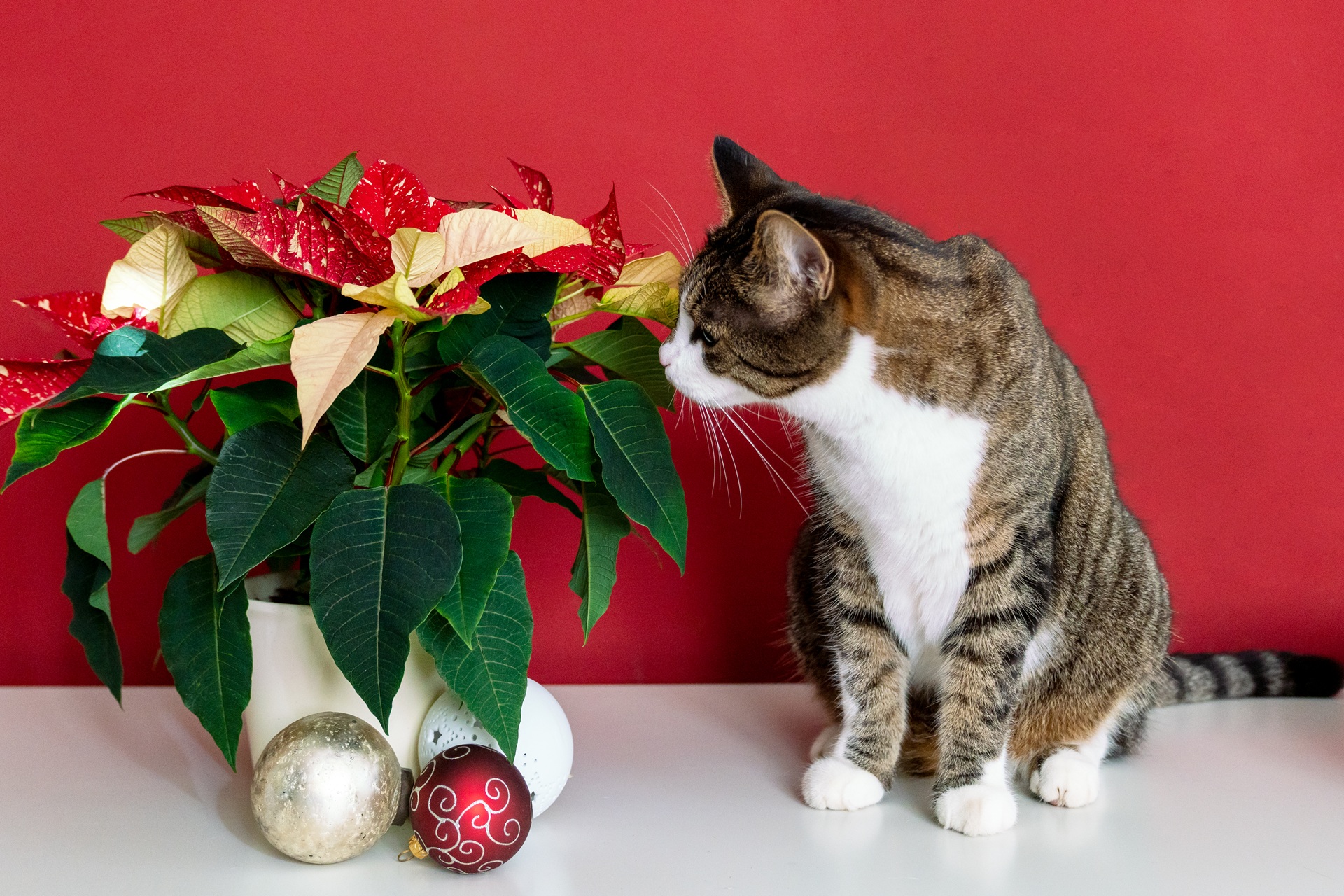 Eine Katze sitzt neben einer Pflanze. Bei der Pflanze handelt es sich um einen Weihnachtsstern, welcher mit Christbaumkugeln geschmückt ist. Die Katze riecht an der Pflanze. Der Hintergrund ist rot. 