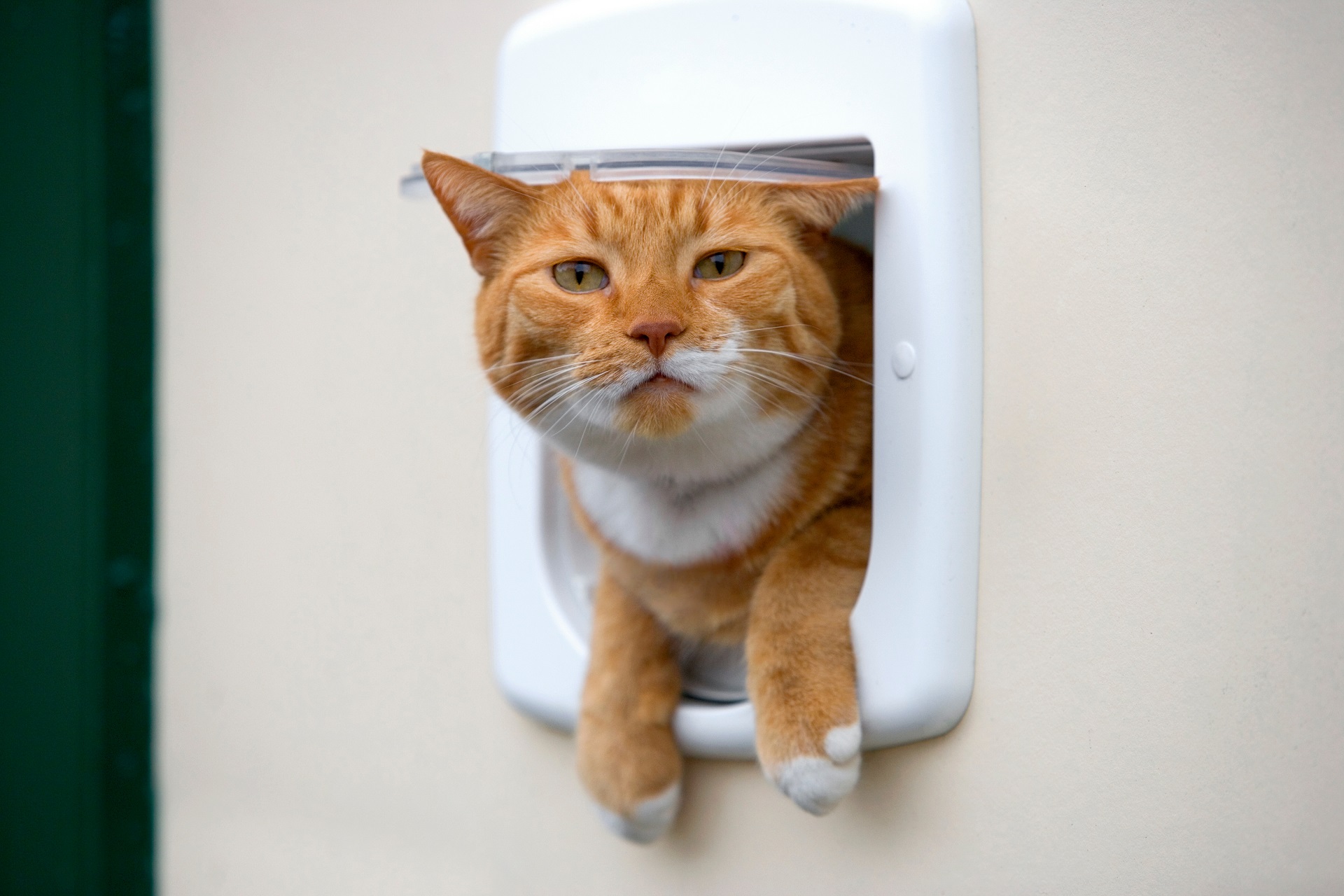 Eine rote Katze schaut neugierig aus einer weißen Katzenklappe heraus.