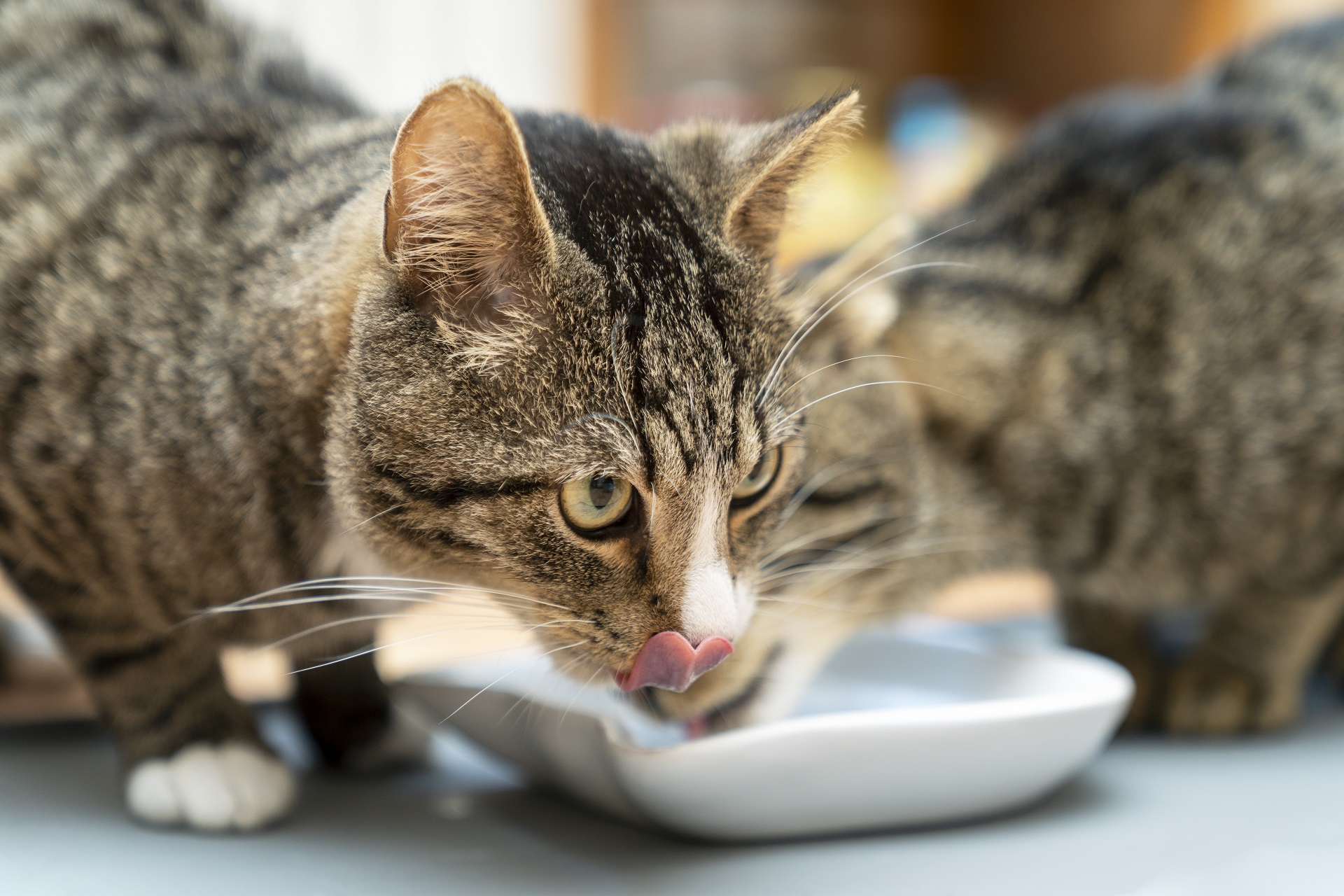 Katzenpaar beim Fressen