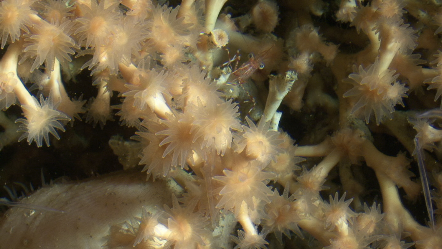 Desmophyllum pertusum