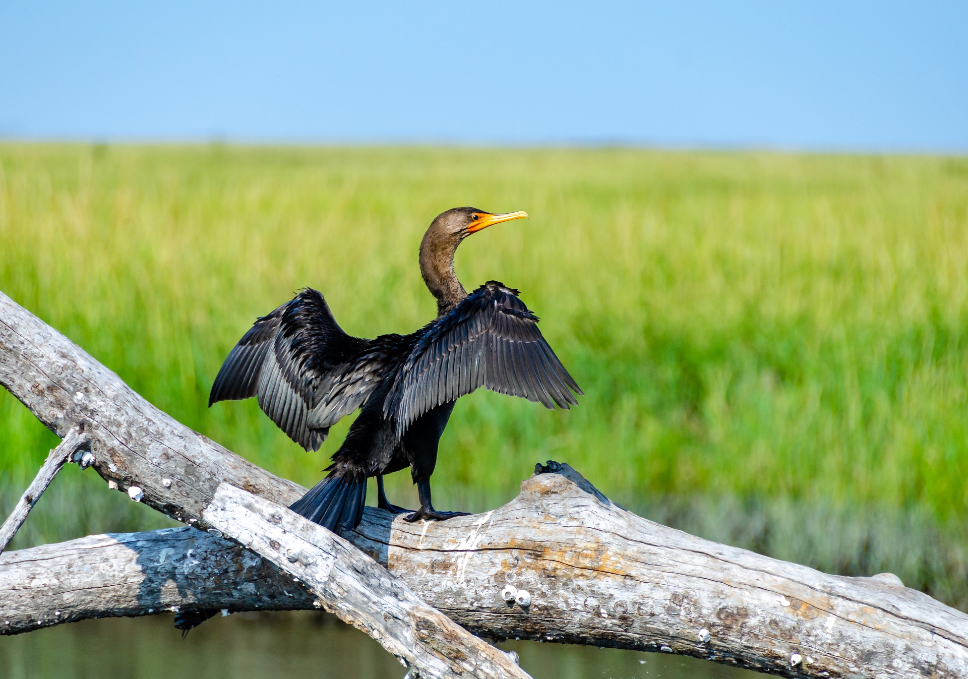 Ein Kormoran sitzt auf einem Ast über dem Wasser und breitet seine Flügel aus.