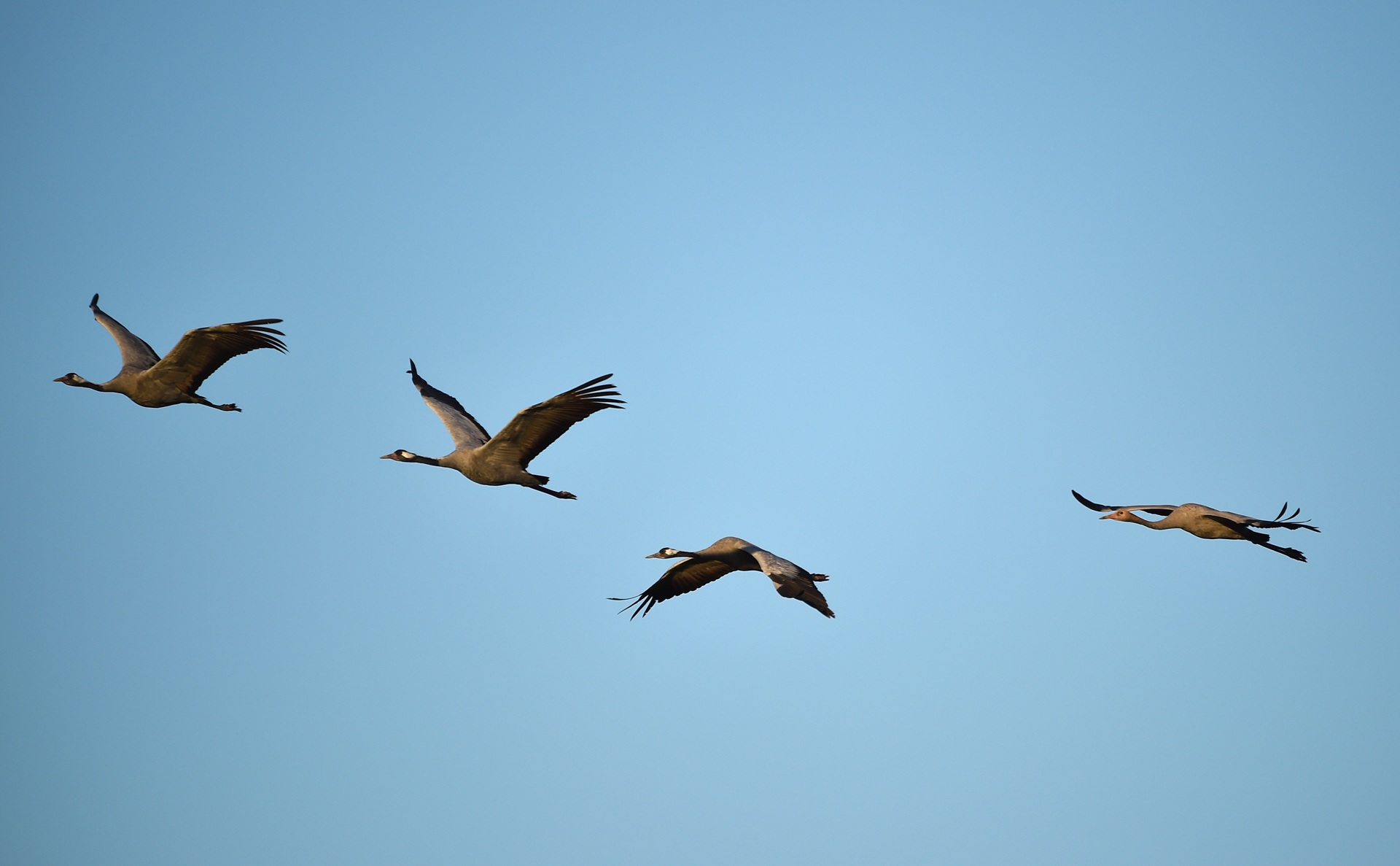 Aufnahme von einem Kranichflug. Vier ZUgvögel fliegen durch den Himmel. Der Himmel ist blau. Die Kraniche fliegen hintereinander