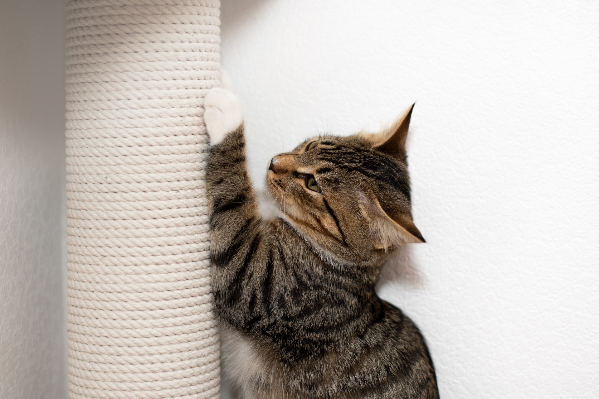 Eine Katze nutzt ihren Kratzbaum