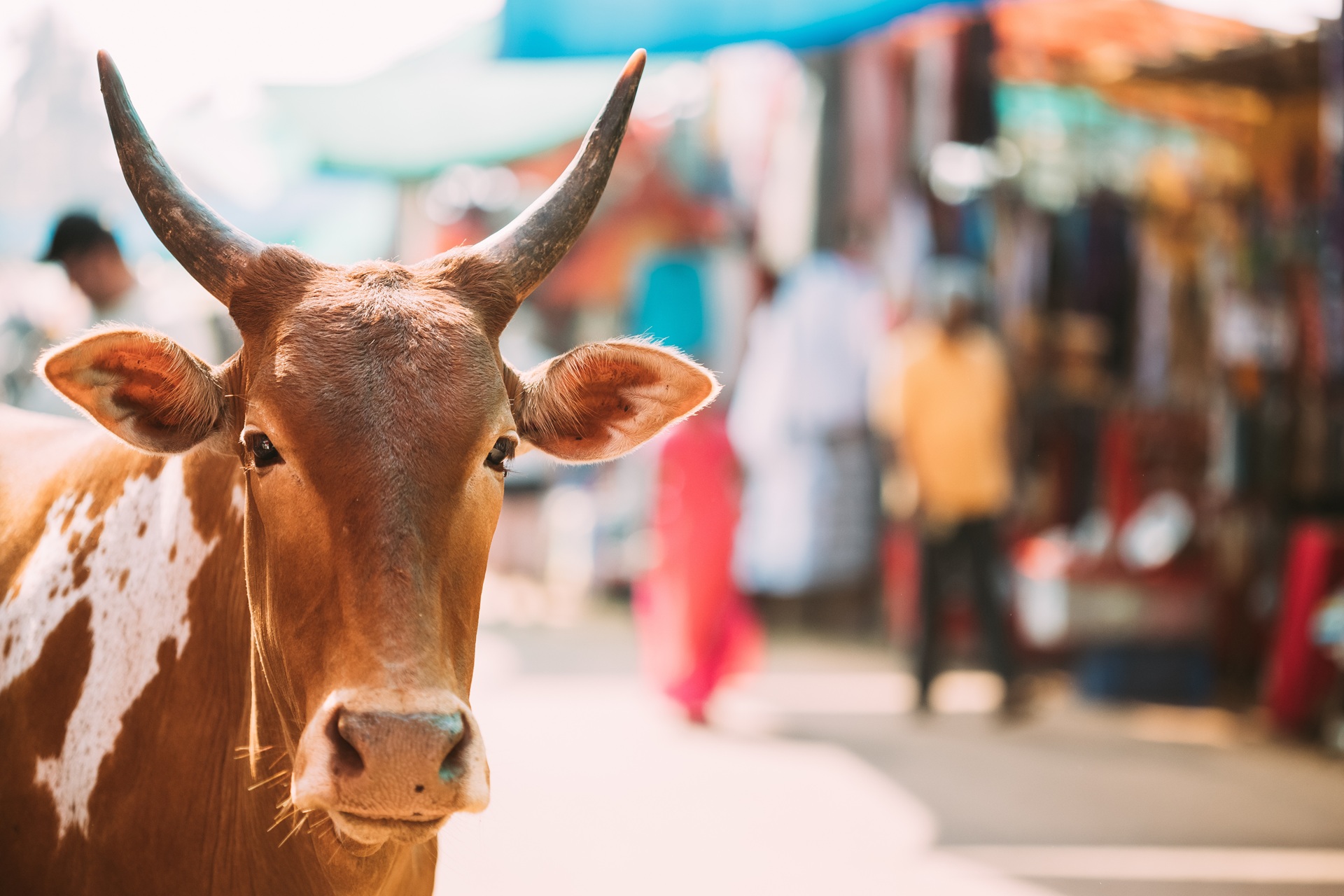 Eine hellbraune Kuh steht auf der Straße von einem Markt in Indien. Die Kuh hat zwei lange Hörner und ihre Ohren stehen zur Seite ab. Im Hintergrund ist verschwommen das Marktgeschehen zu erkennen.