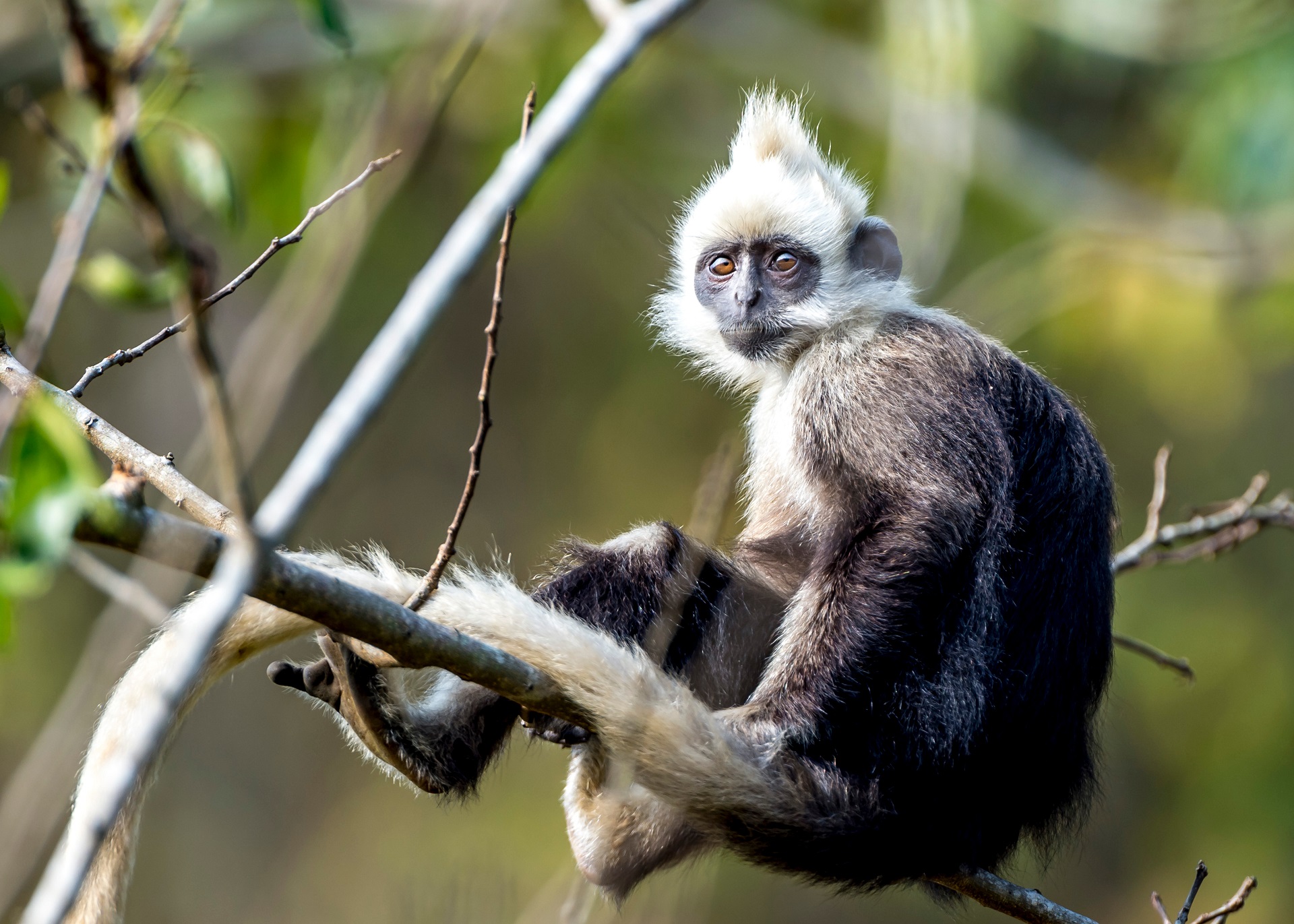 Langur auf einem Baum