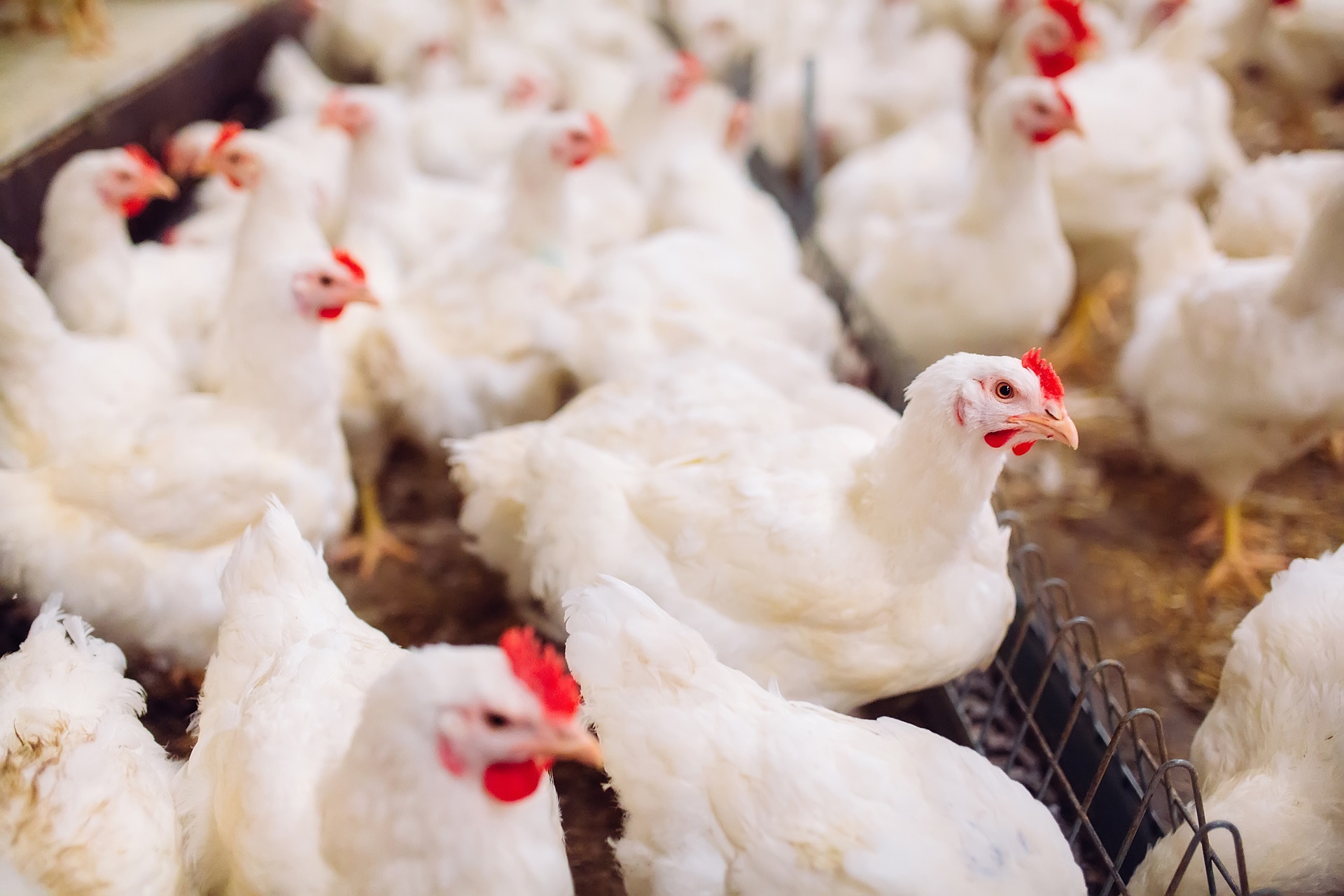Im Stall tummeln sich weiße Legehennen auf der Einstreu.