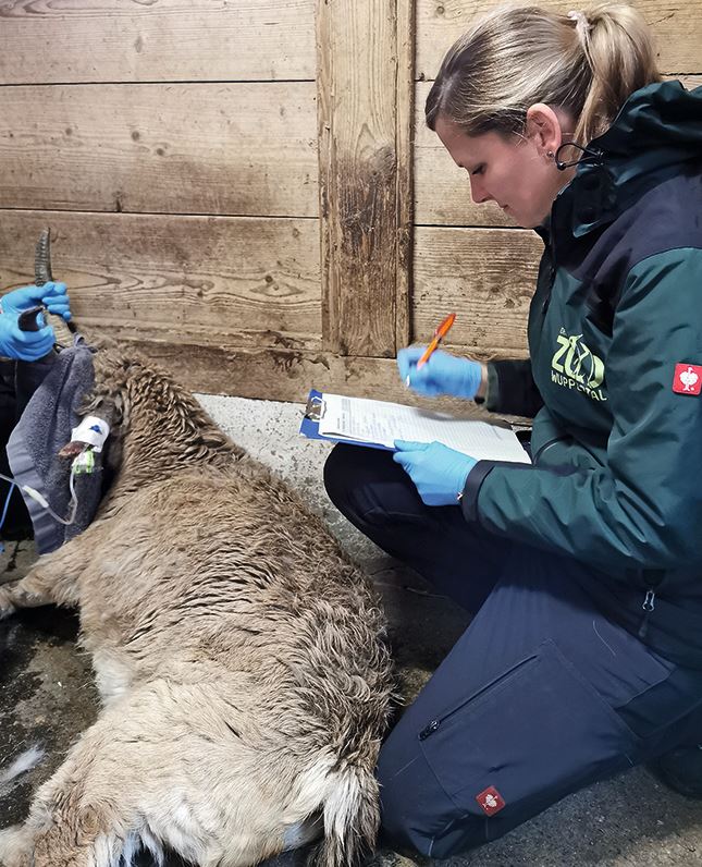 Stefanie kniet neben einem narkotisierten Sibirischen Steinbock.